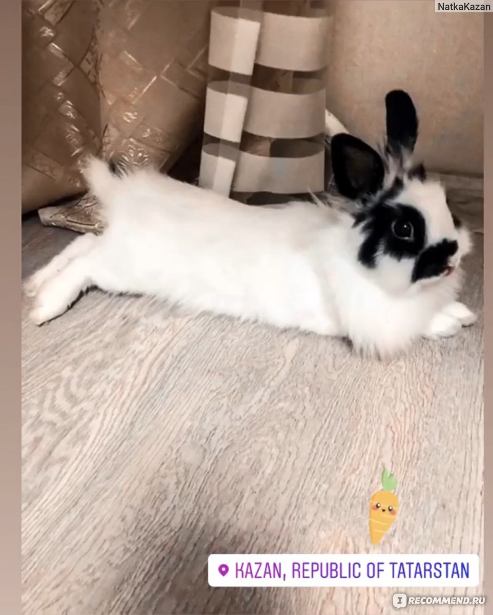 Кролик в доме