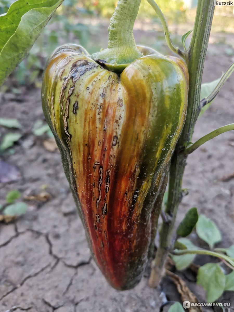 Семена Tomatinca - Перец сладкий полосатый Билла - «Полосатыми томатами уже  никого не удивишь, а вот полосатые перцы - вещь редкая🌶️ » | отзывы