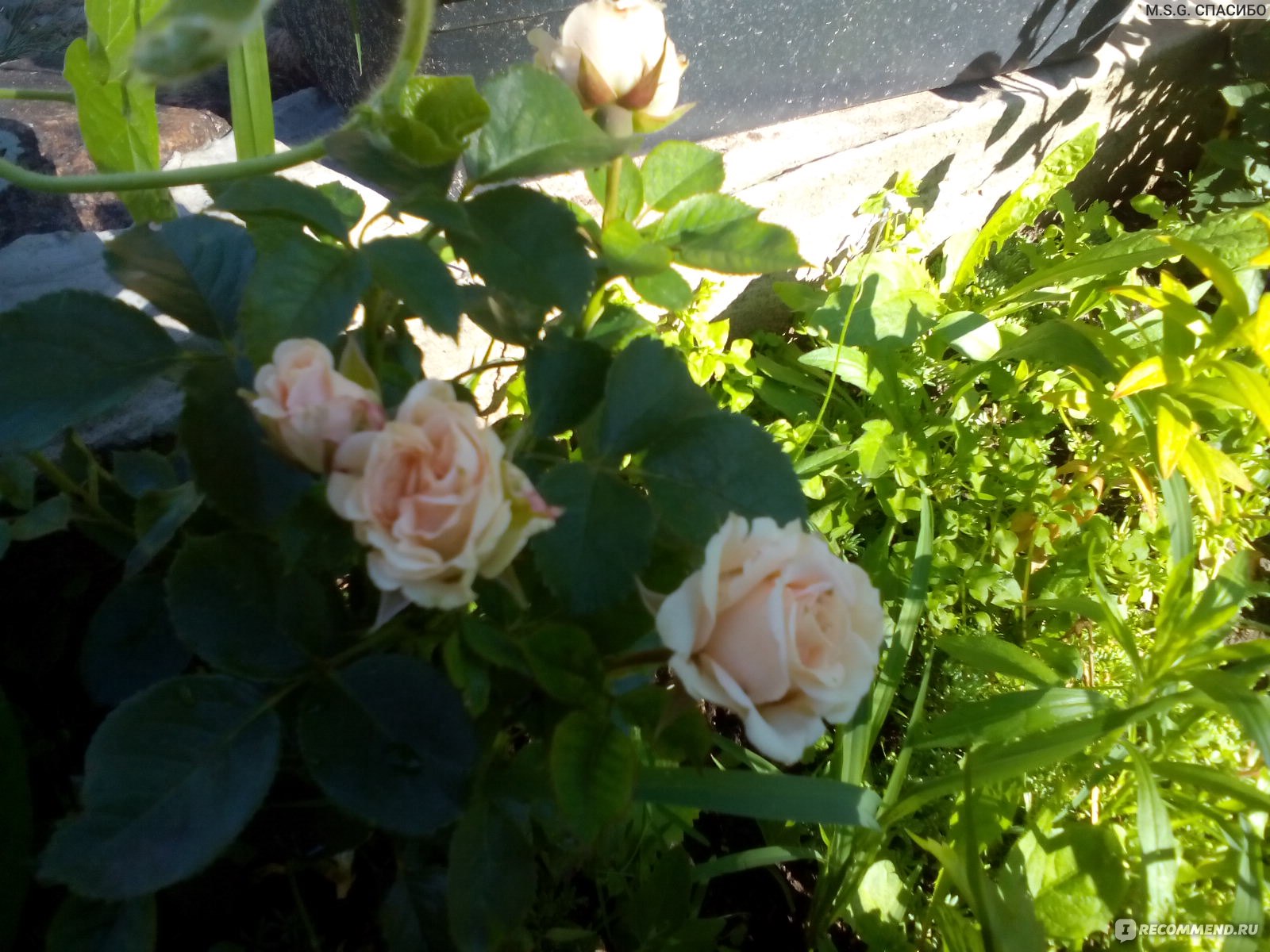 Классик лидия роза фото и описание