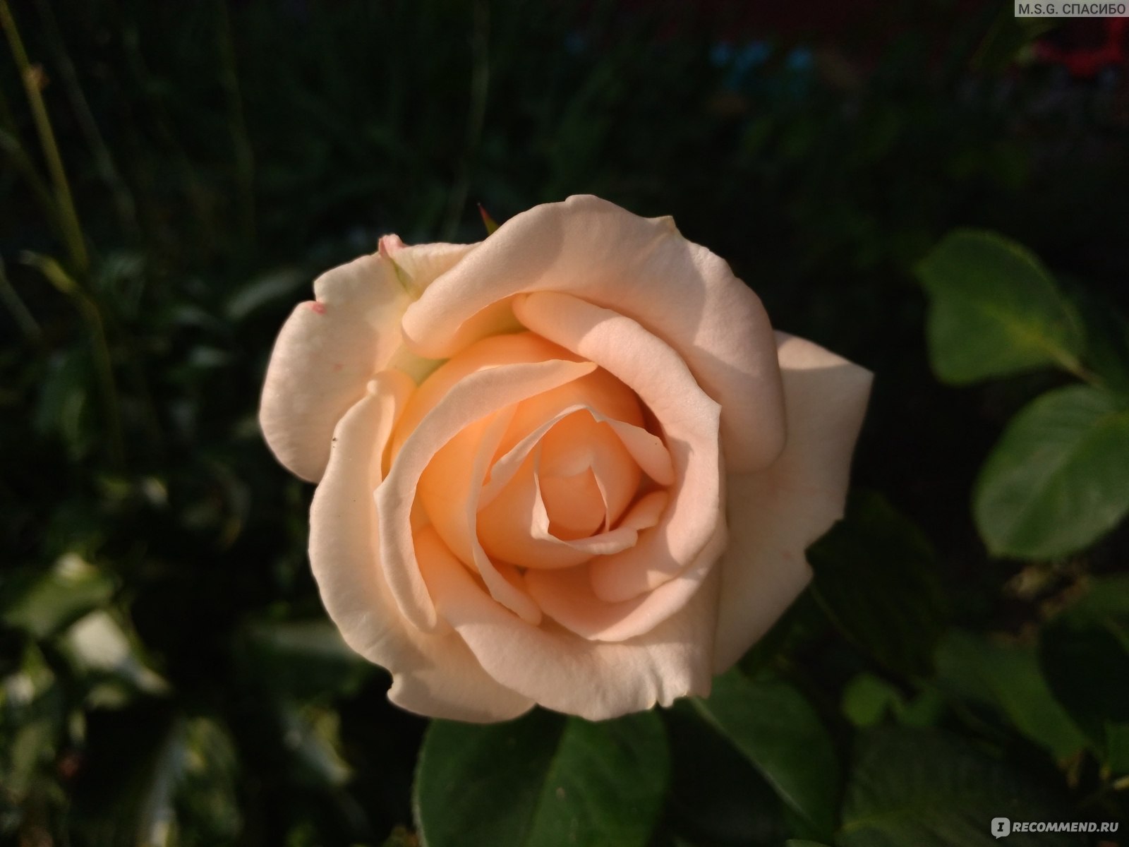 Роза Осиана