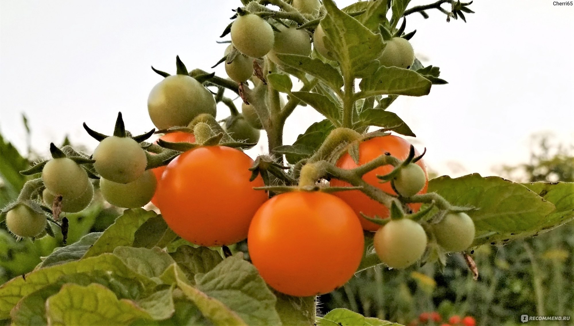 Помидор 4 лета. Земледелец черри помидоры. Оранжевый земледелец томат. Томат черри земледелец f1 оранжевый. Томаты Сливка оранжевые.