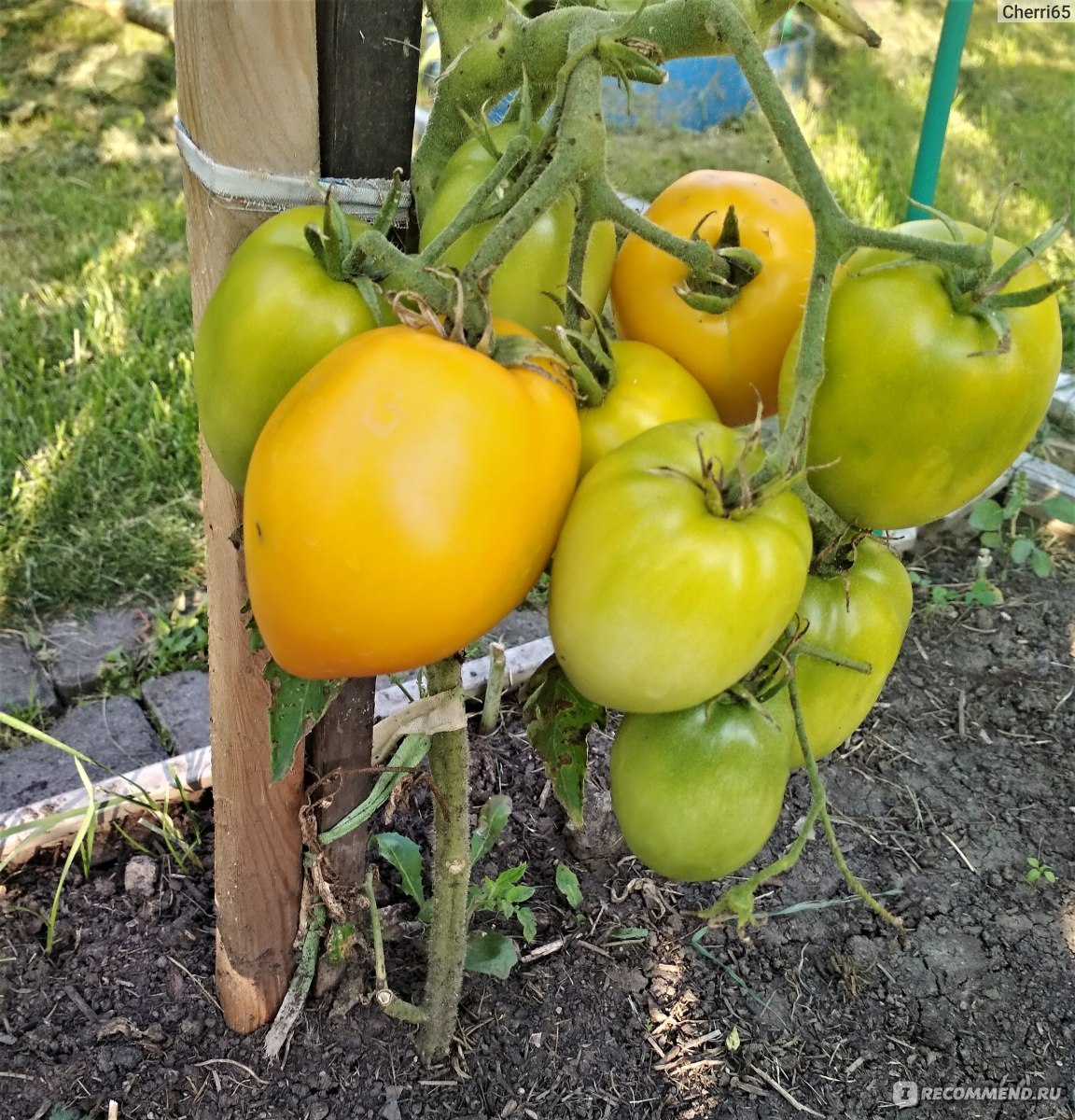 помидоры золотце описание сорта фото отзывы садоводов