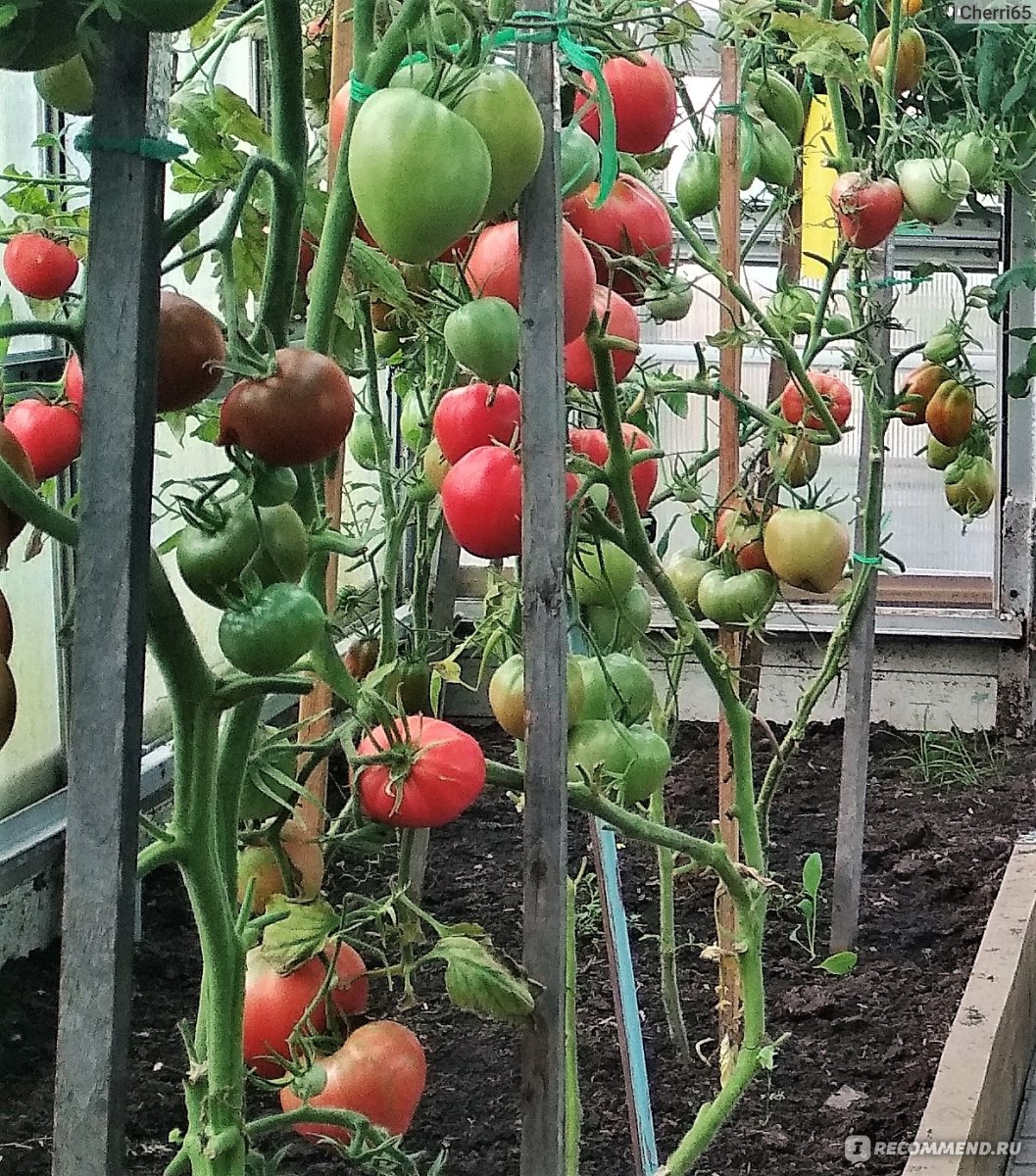 Стимулятор плодообразования для томатов \