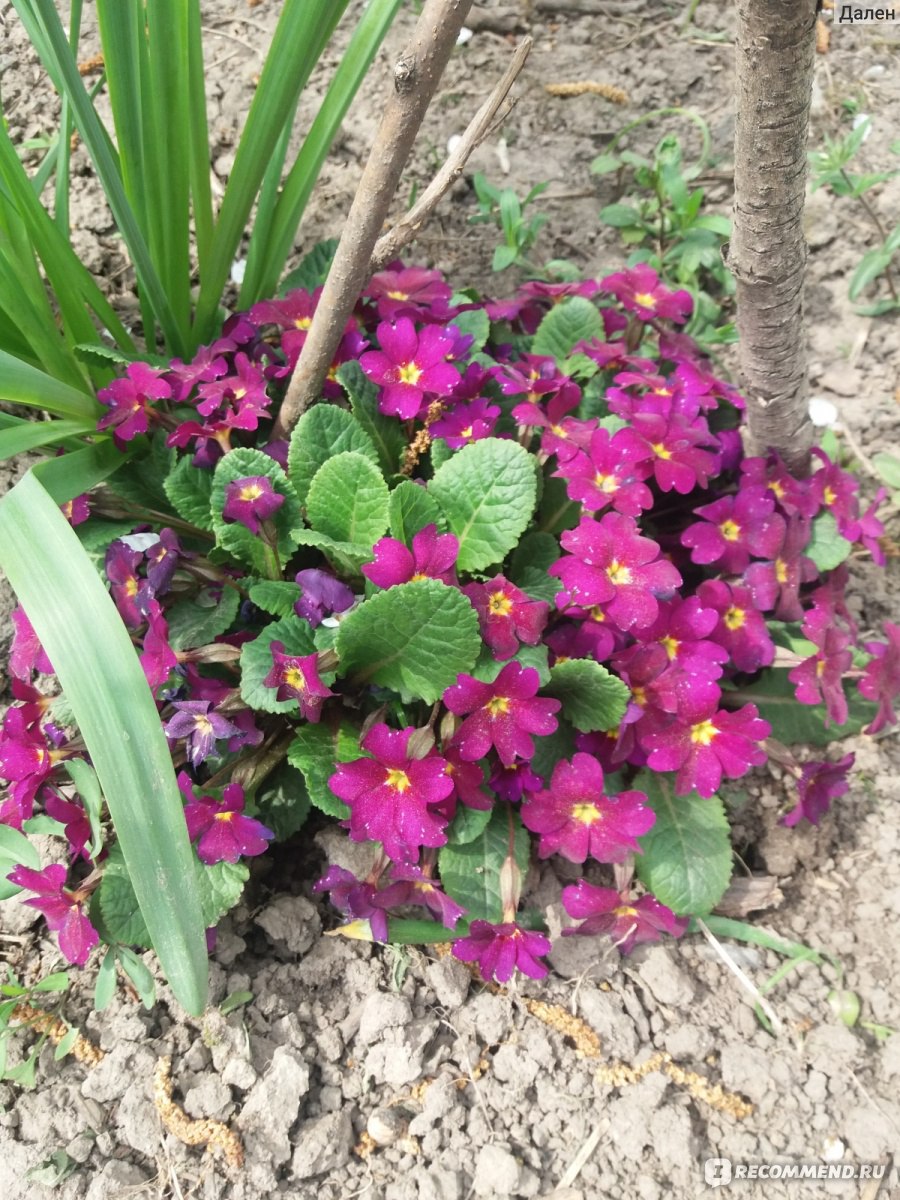 Примула обыкновенная / бесстебельная (Primula vulgaris, acaulis) -  «Лекарственный цветок Олимпа или ключ к замужеству.⚡ Как вырастить примулу?»  | отзывы