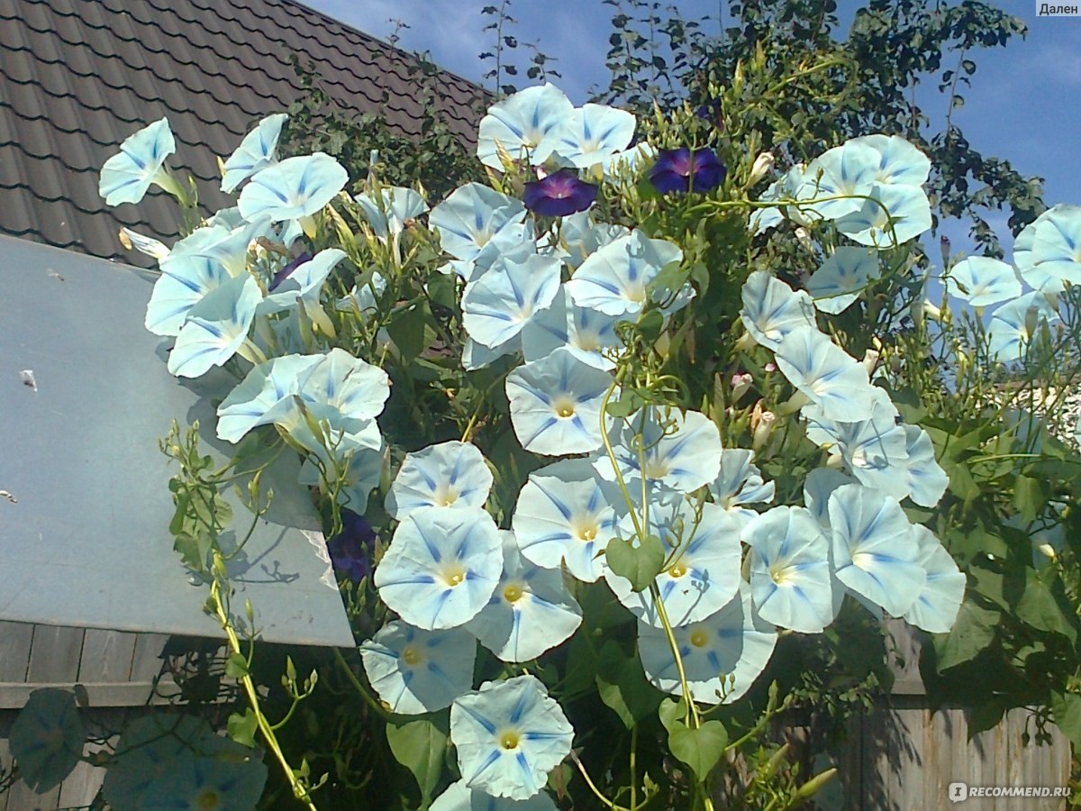 Ипомея Небесно-голубая (Ipomoea Heavenly Blue) - « Ипомея - секреты цветка  небесной зари. Выращивание и уход за ипомеей. » | отзывы