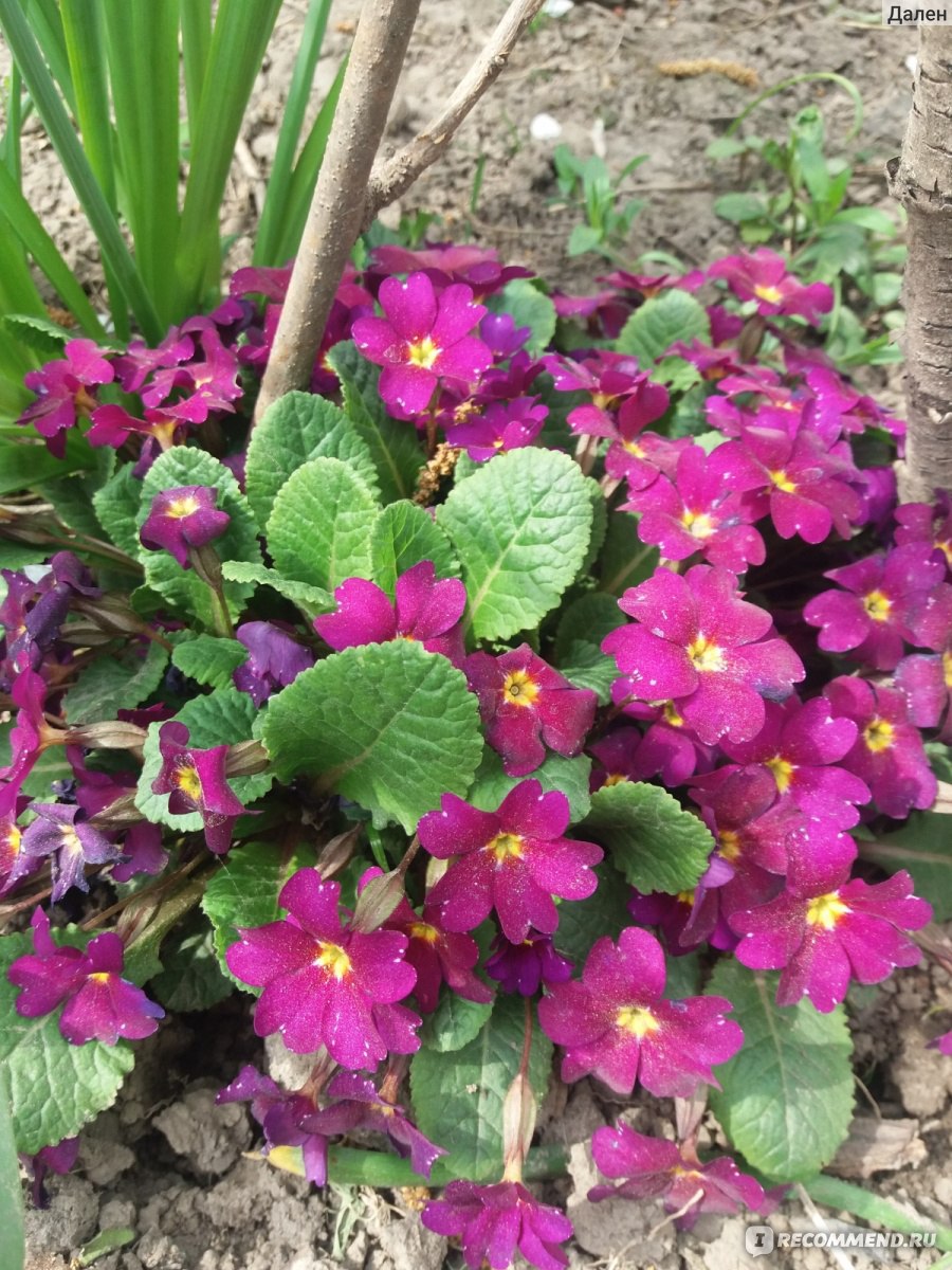 Примула обыкновенная / бесстебельная (Primula vulgaris, acaulis) -  «Лекарственный цветок Олимпа или ключ к замужеству.⚡ Как вырастить  примулу?» | отзывы