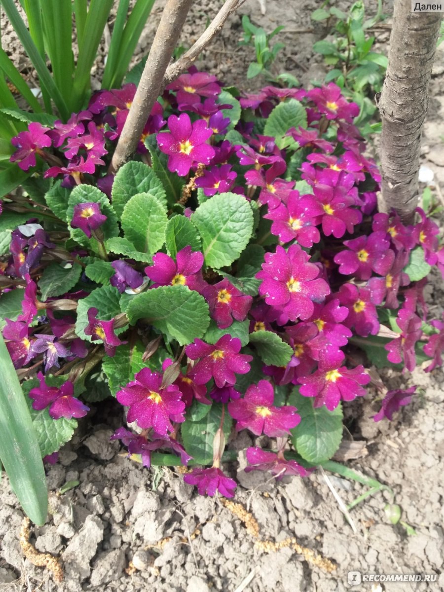 Примула обыкновенная / бесстебельная (Primula vulgaris, acaulis) -  «Лекарственный цветок Олимпа или ключ к замужеству.⚡ Как вырастить  примулу?» | отзывы