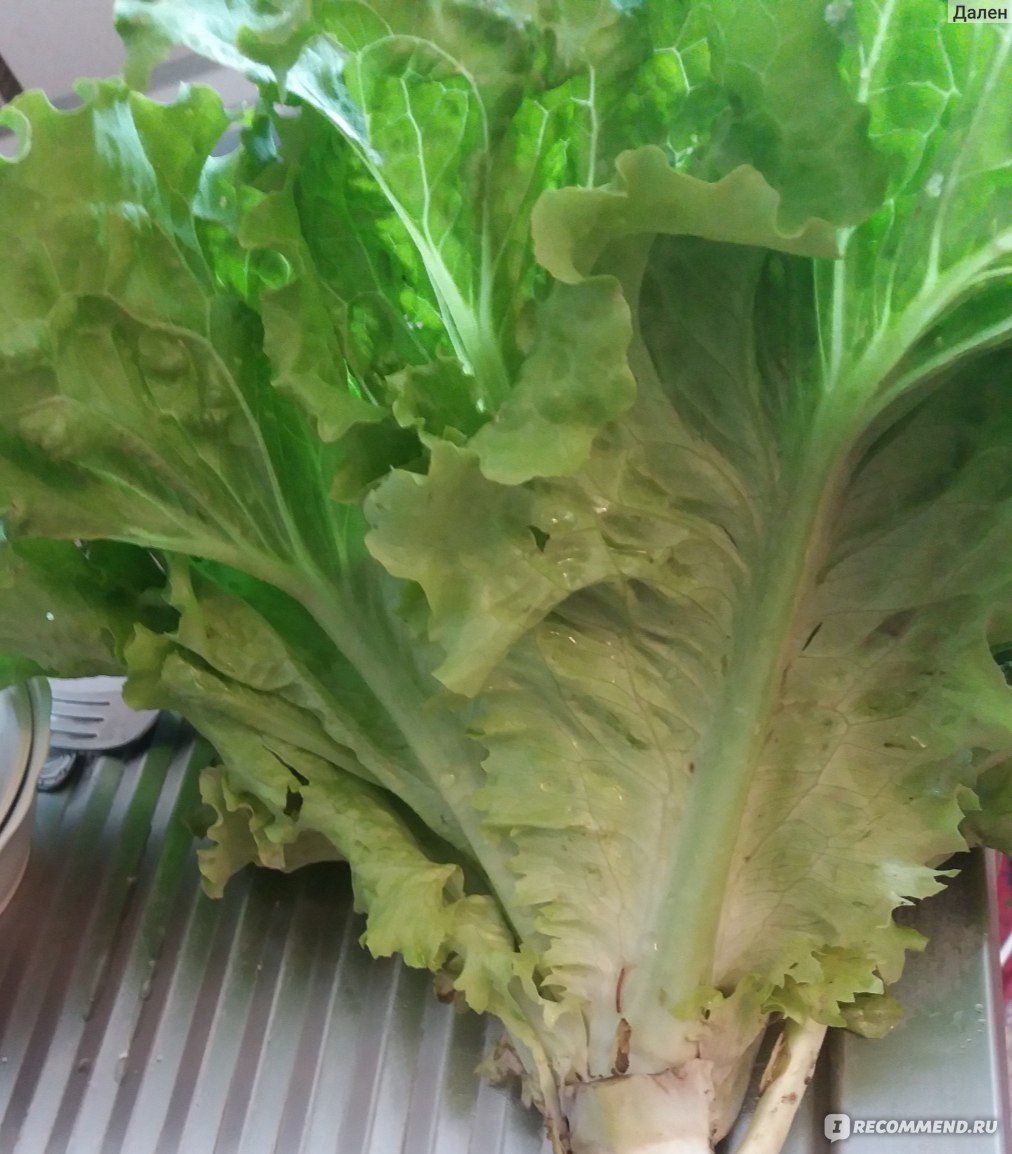 польза и вред зеленого листового салата | Дзен