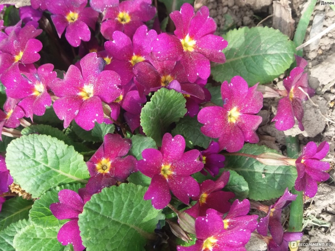 Примула обыкновенная / бесстебельная (Primula vulgaris, acaulis) -  «Лекарственный цветок Олимпа или ключ к замужеству.⚡ Как вырастить  примулу?» | отзывы