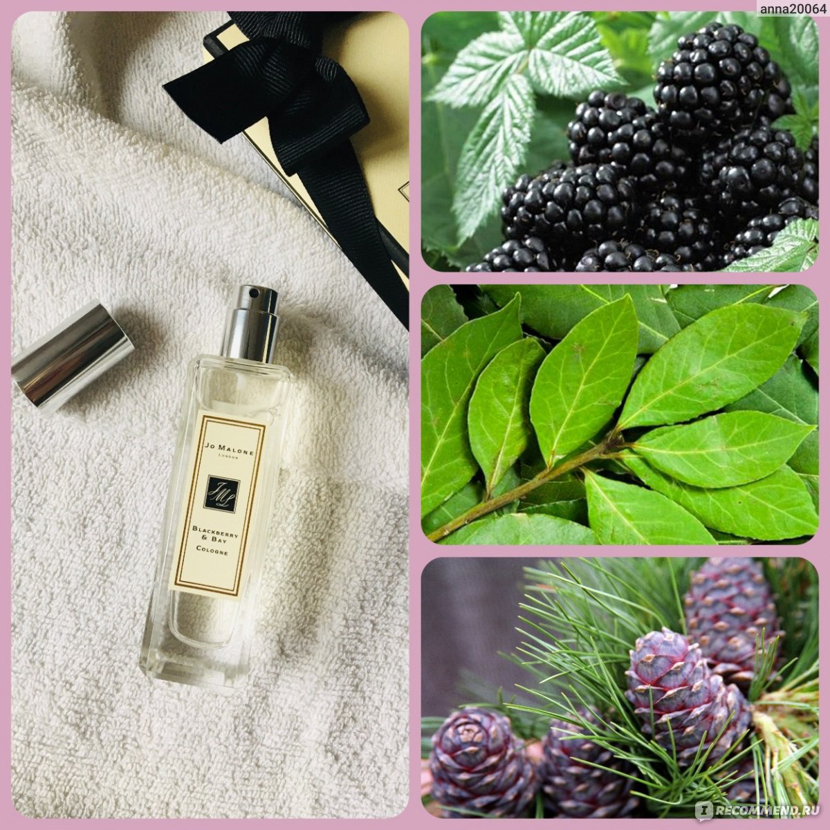 Blackberry bay отзывы. Jo Malone BLACKBERRY & Bay 25 ml. Джо Малон духи смородина. Jo Malone смородина ежевика.