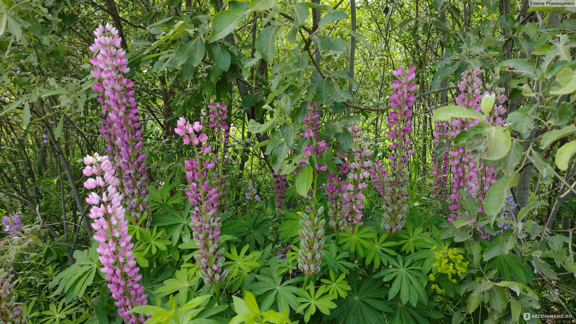 Люпин многолистный ( Lupinus polyphyllus ) - «Эффектный и неприхотливый  многолетник, вестник начавшегося лета» | отзывы