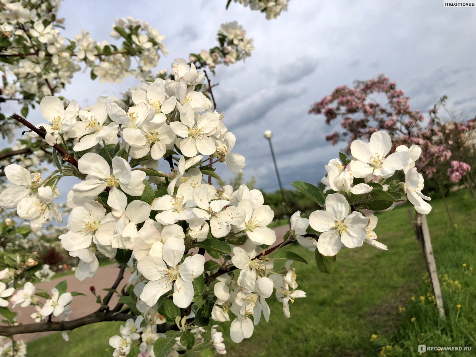 Яблоневый сад цветение СПБ