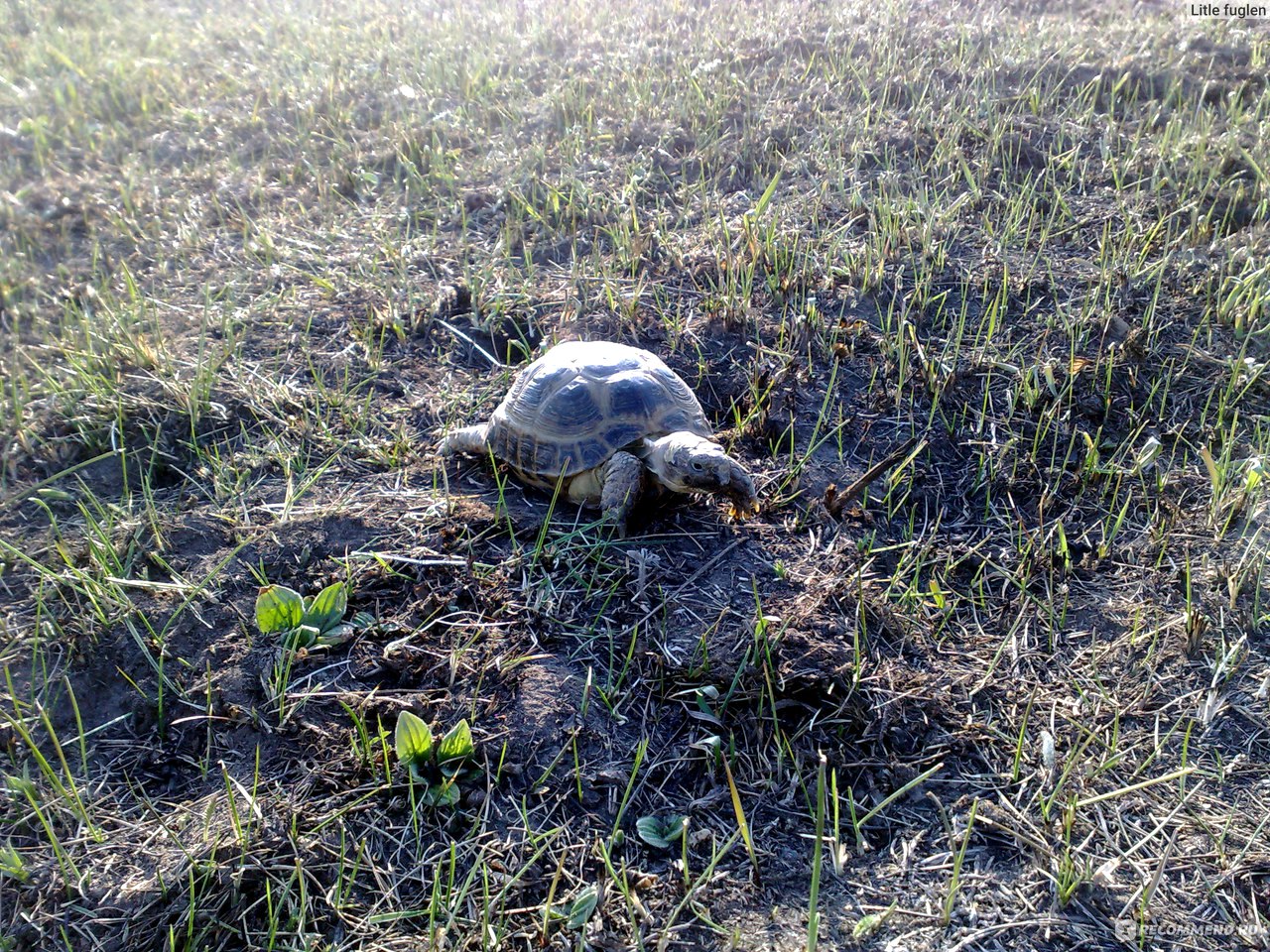 Среднеазиатская черепаха или степная черепаха - Testudo (Agrionemys)  horsfieldii - «Простая в содержании экзотика. Минимум ухода, максимум  впечатлений! » | отзывы