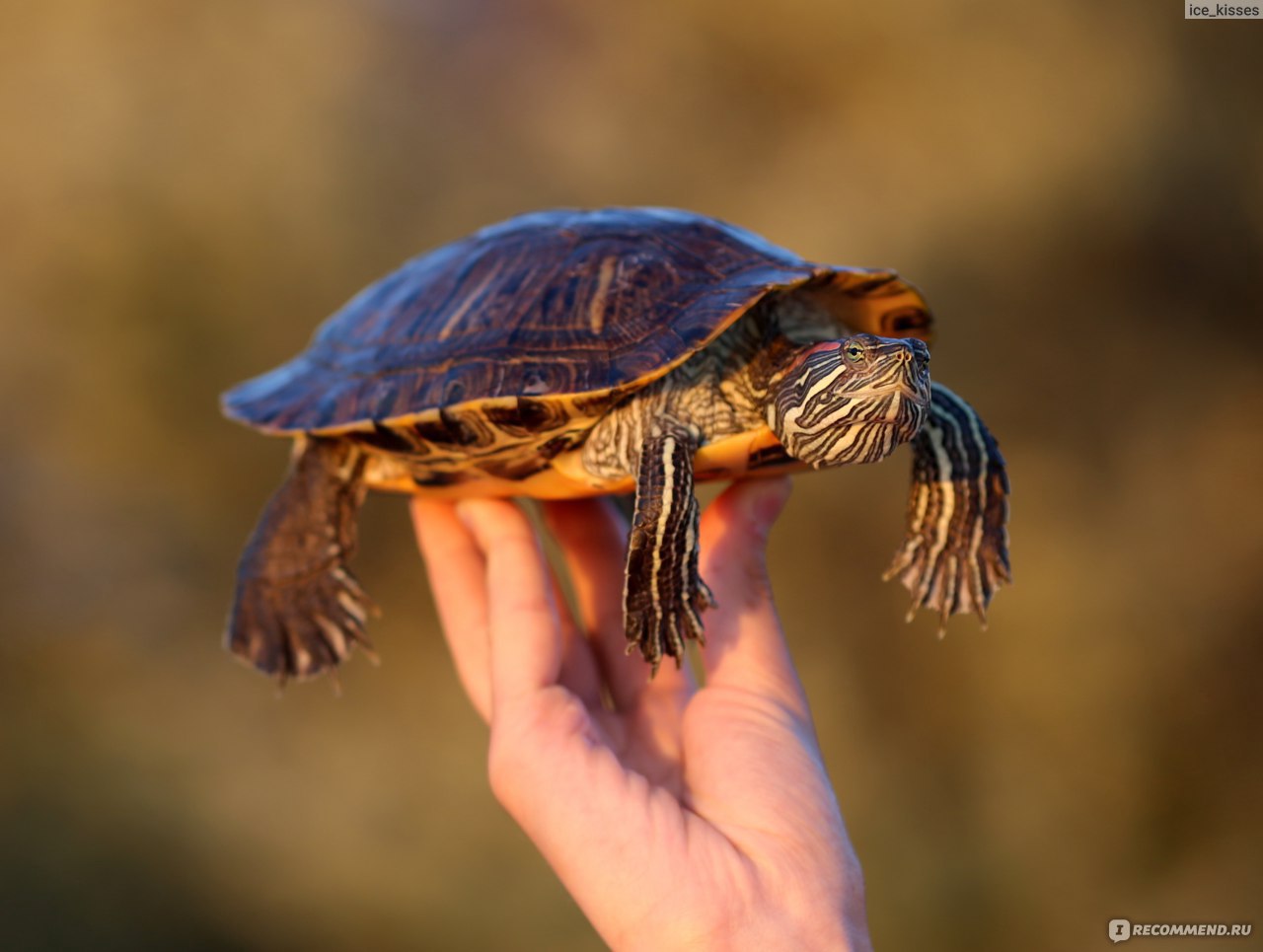 Желтоухая черепаха/Trachemys scripta scripta - «Моя история и  рекомендации+фото. Очень классные черепахи!» | отзывы