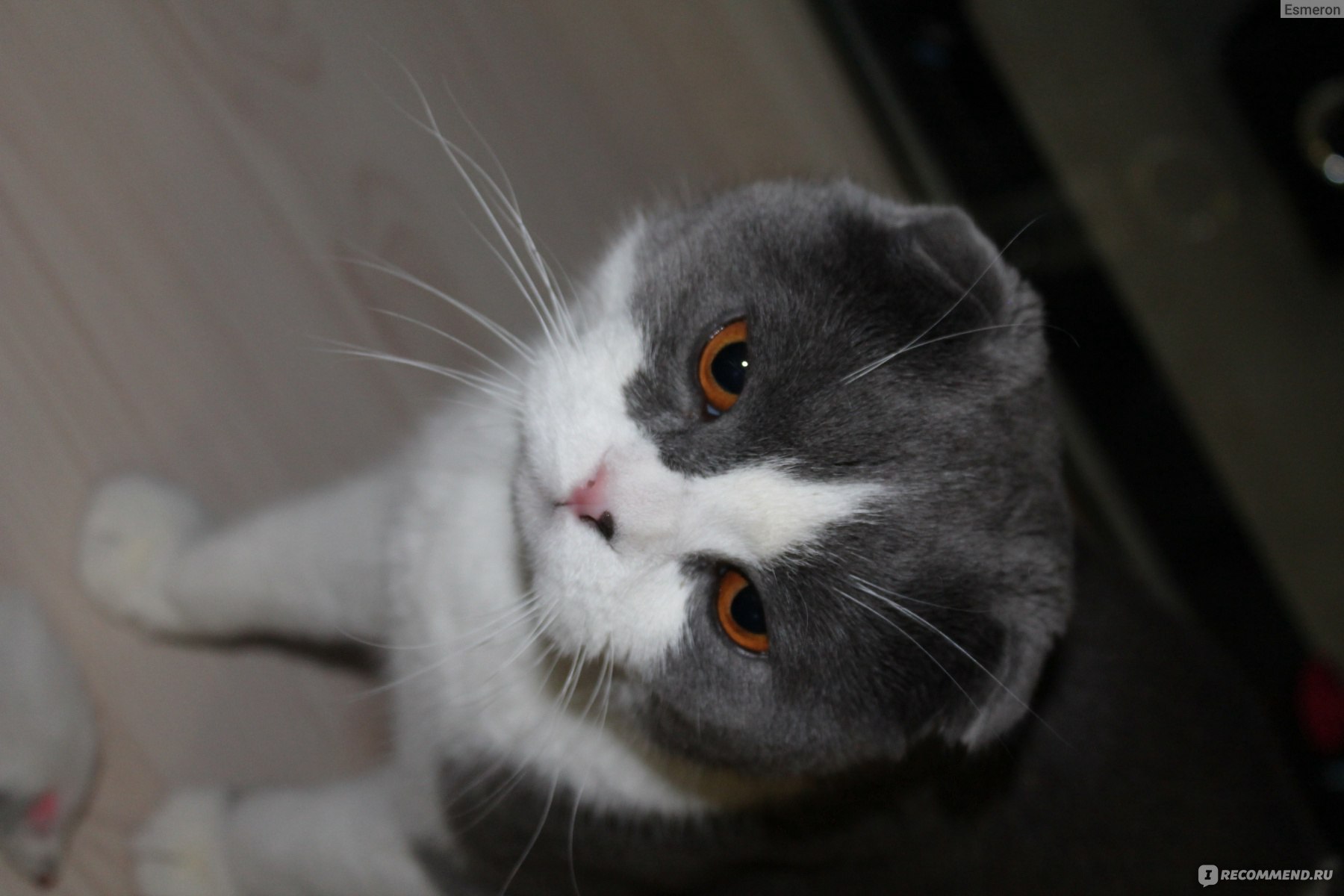 Скоттиш-фолд (Шотландская вислоухая кошка) - «Очень умный кот!» | отзывы