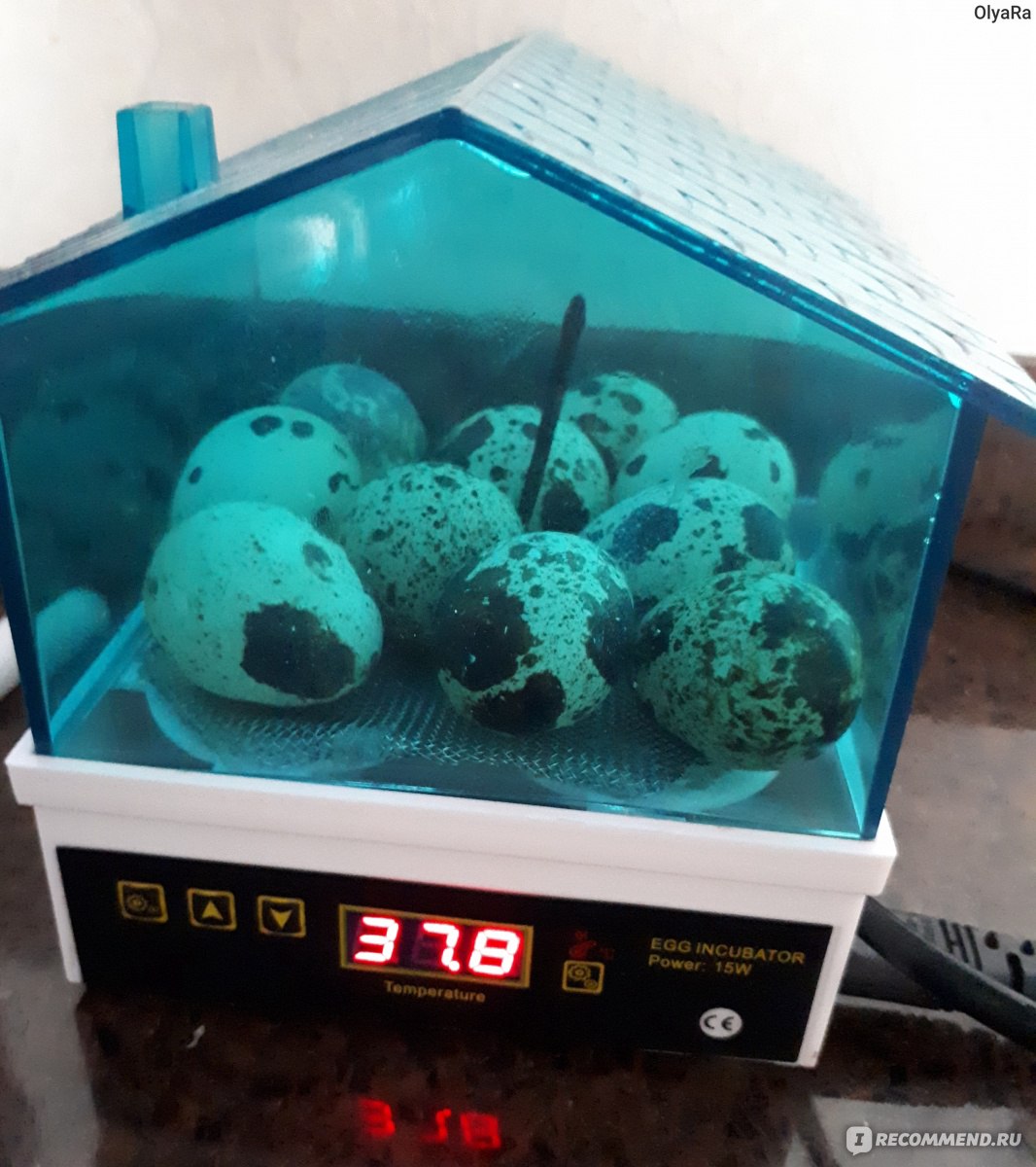 Инкубатор Aliexpress New Cheap Price China Digital Temperature Small  Brooder 4 Mini Hatchery Egg Incubator Hatcher for Chicken Duck Bird Pigeon  Quail - «Инкубируем куриные яйца + эксперимент с магазинными перепелиными  яйцами! » | отзывы