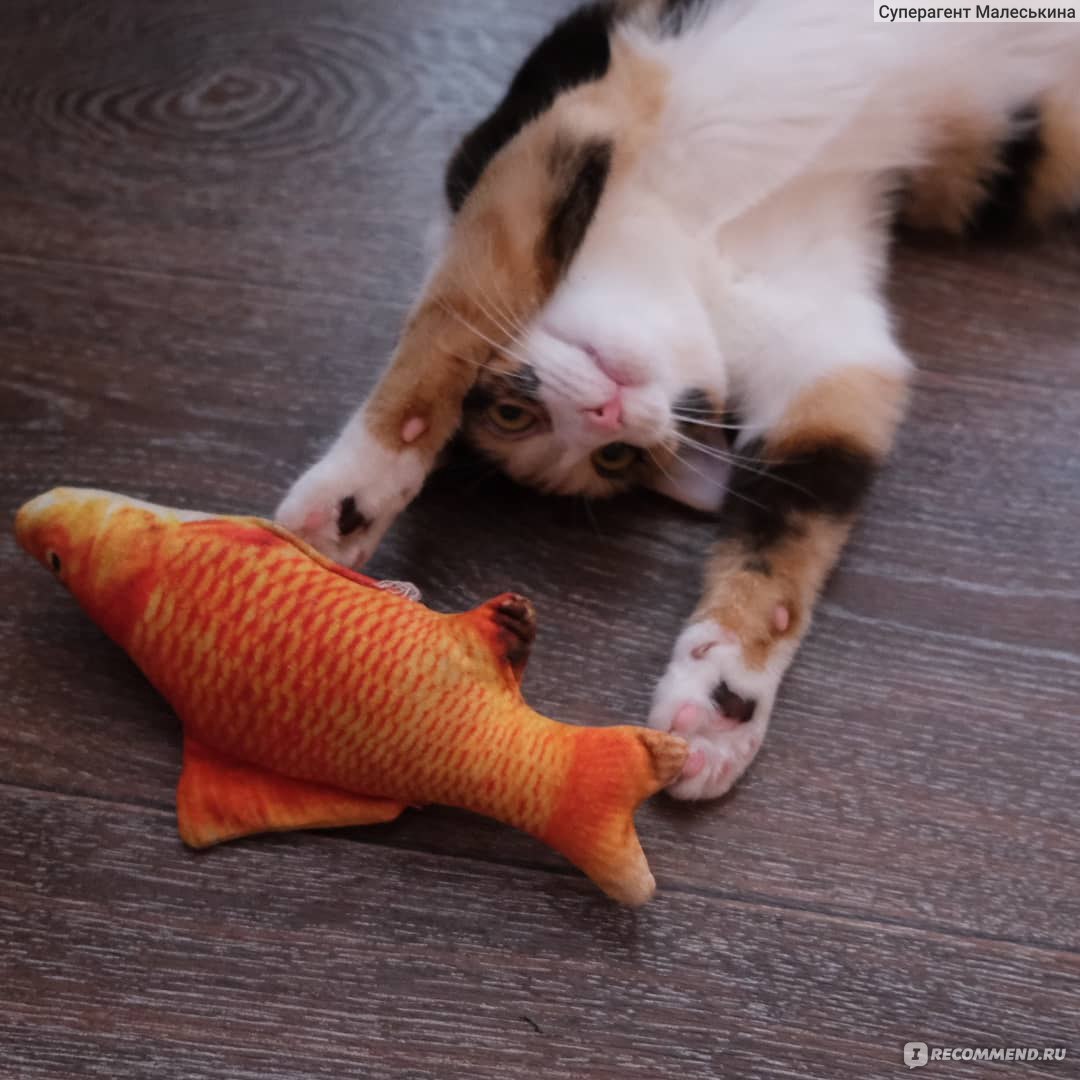 Игрушка для кошек Aliexpress Funny Lifelike Fish Shape Pet Cat Kitten  Teaser Cute Simulation Fish Playing Toy Catnip Toy Pillow Doll - «Вначале  был дурдом! Игрушка рыба для кошек, и поспать и