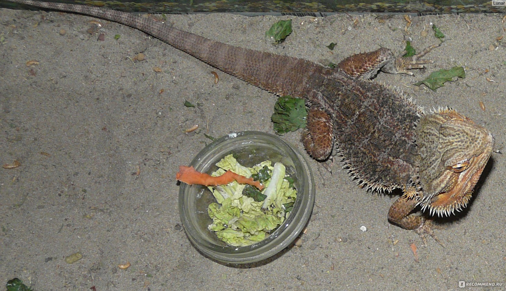 Бородатая Агама (Pogona vitticeps) - «На лицо колючие , добрые внутри.  Расходы начинающего агамятника.» | отзывы