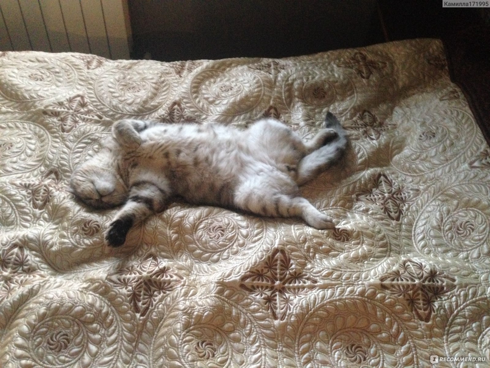 Кот развалился на кровати
