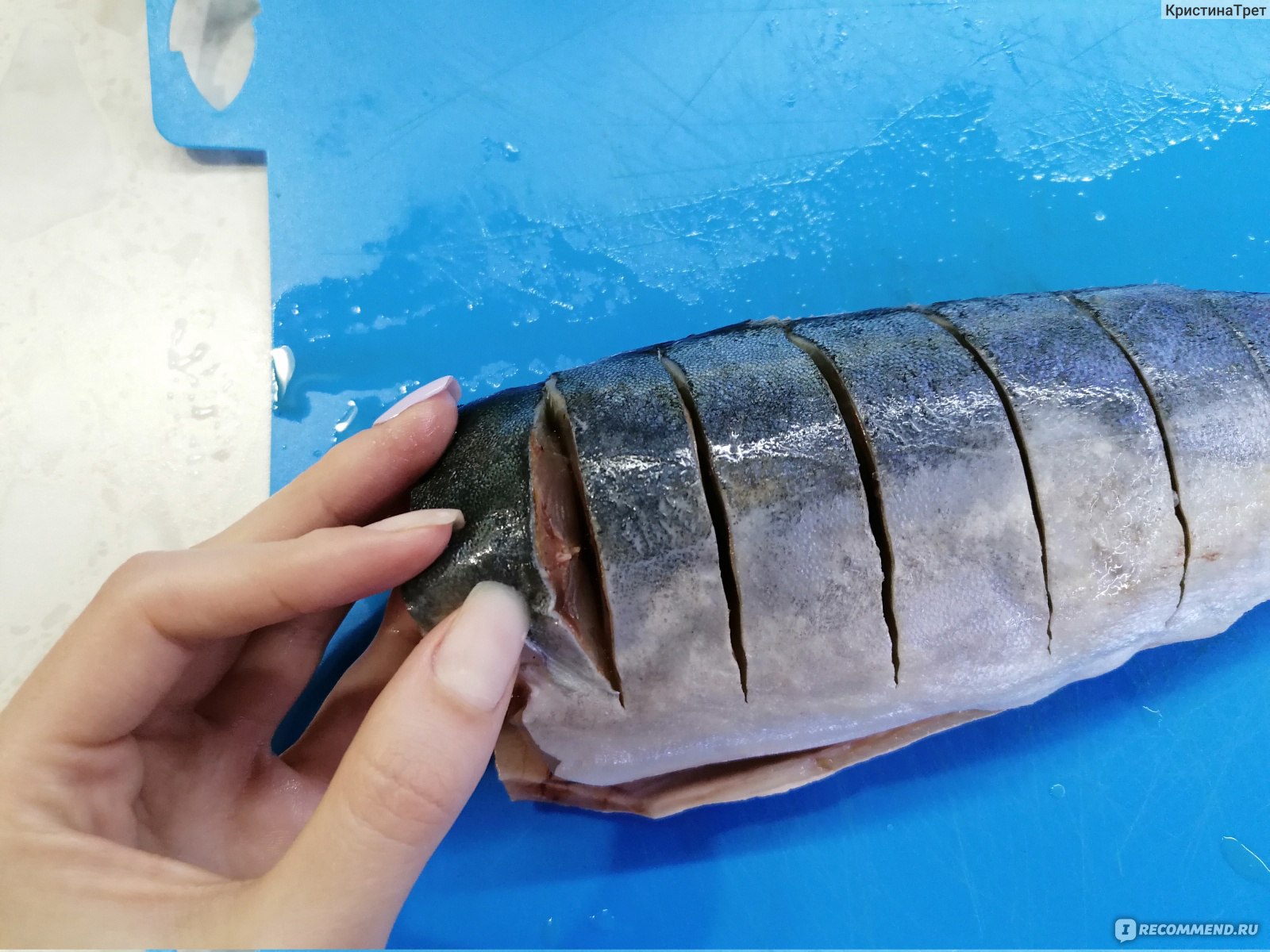рыба лакедра фото и описание