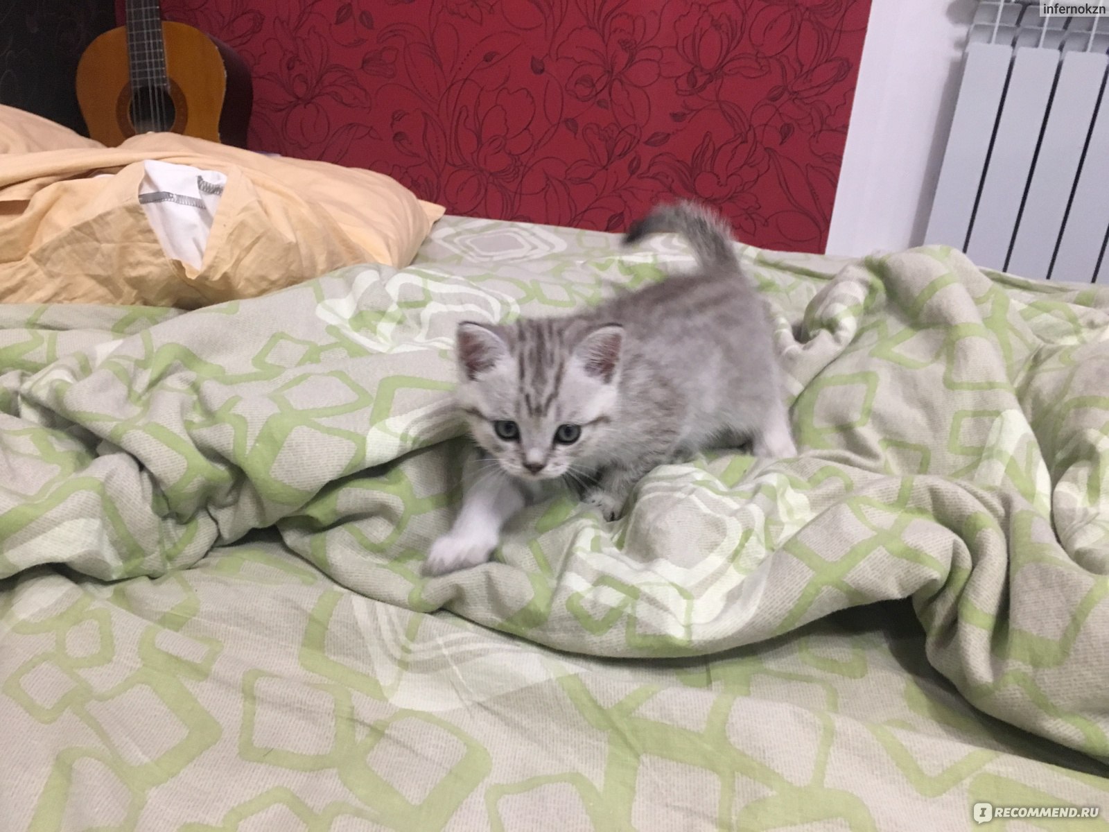 Кошка приносит еду в кровать