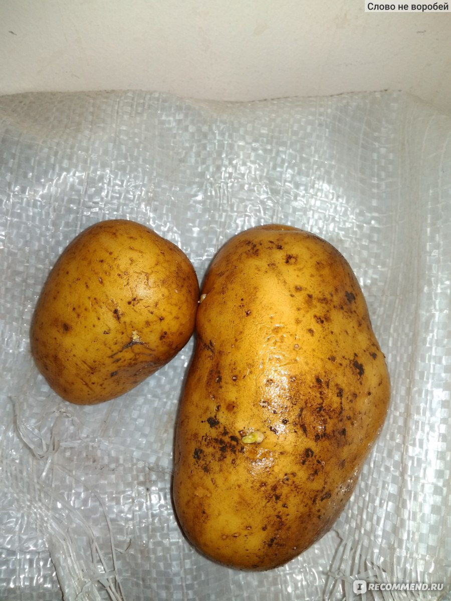 Картофель семенной удача