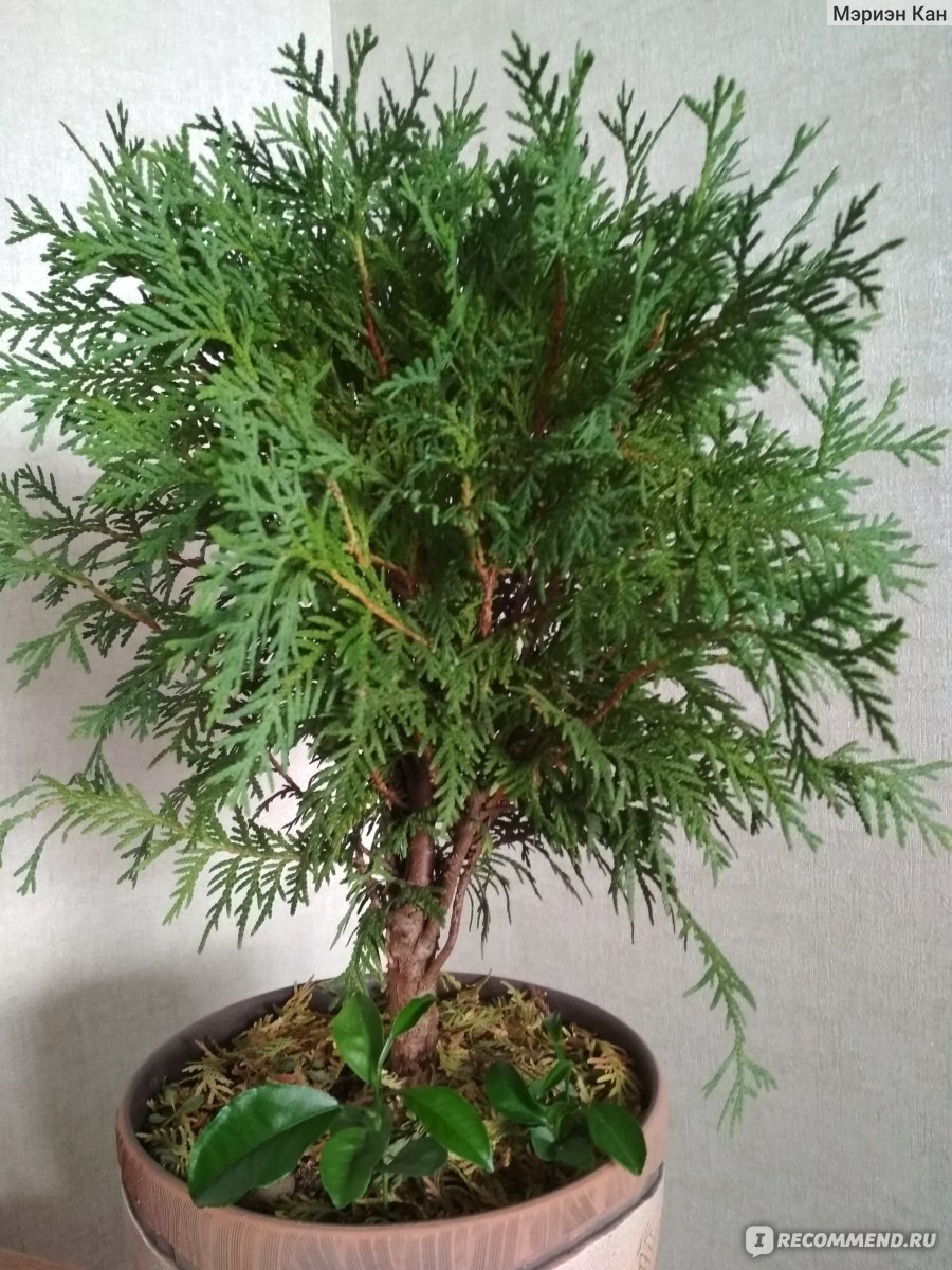 Туя западная Даника (Thuja occidentalis Danica) - «ТУЯ: во саду ли, в  огороде, а может быть дома?!» | отзывы