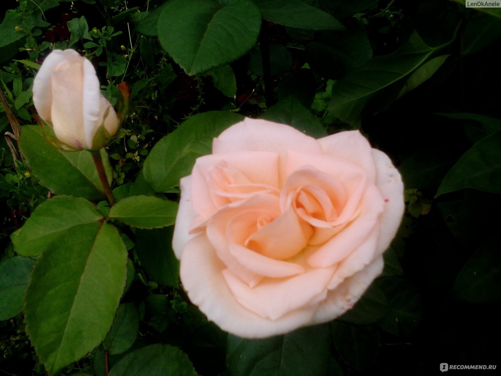 Роза латинская леди фото и описание