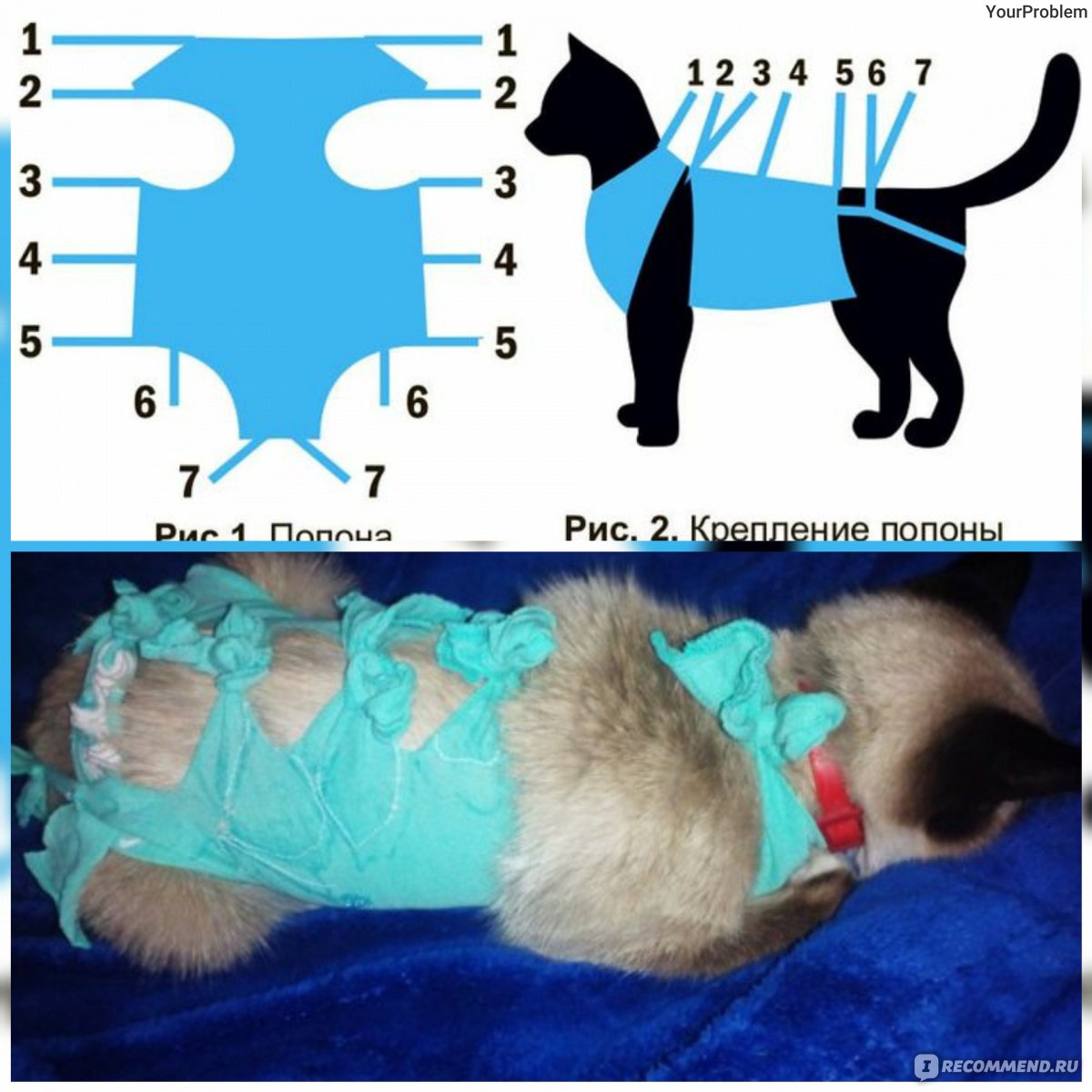 Как завязывать попону кошке после операции