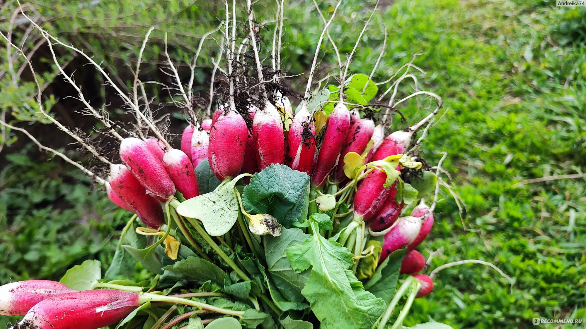 Семена Уральский дачник редис Дамский - «Отличный сорт. Редис вкусный, без  противной горчинки» | отзывы