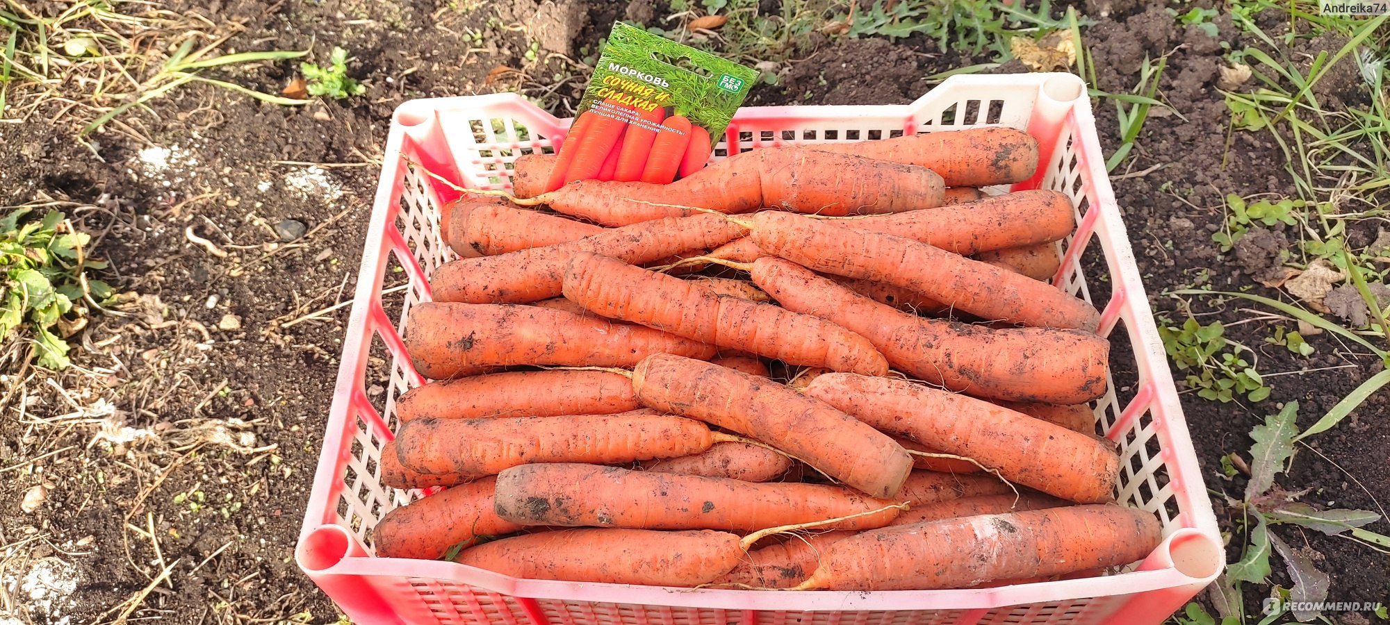 Семена Уральский дачник морковь Сочная и сладкая - «Не только вкусная  морковь, но и красивая, ровная как на подбор » | отзывы