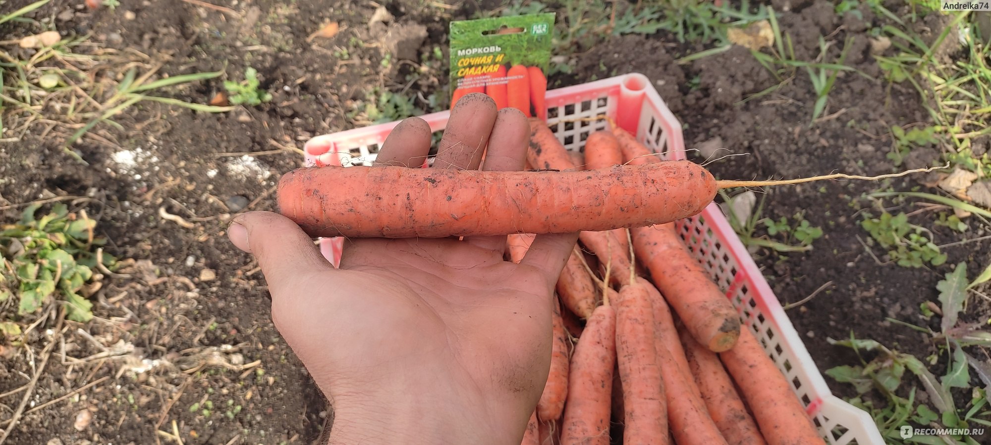 Семена Уральский дачник морковь Сочная и сладкая - «Не только вкусная  морковь, но и красивая, ровная как на подбор » | отзывы