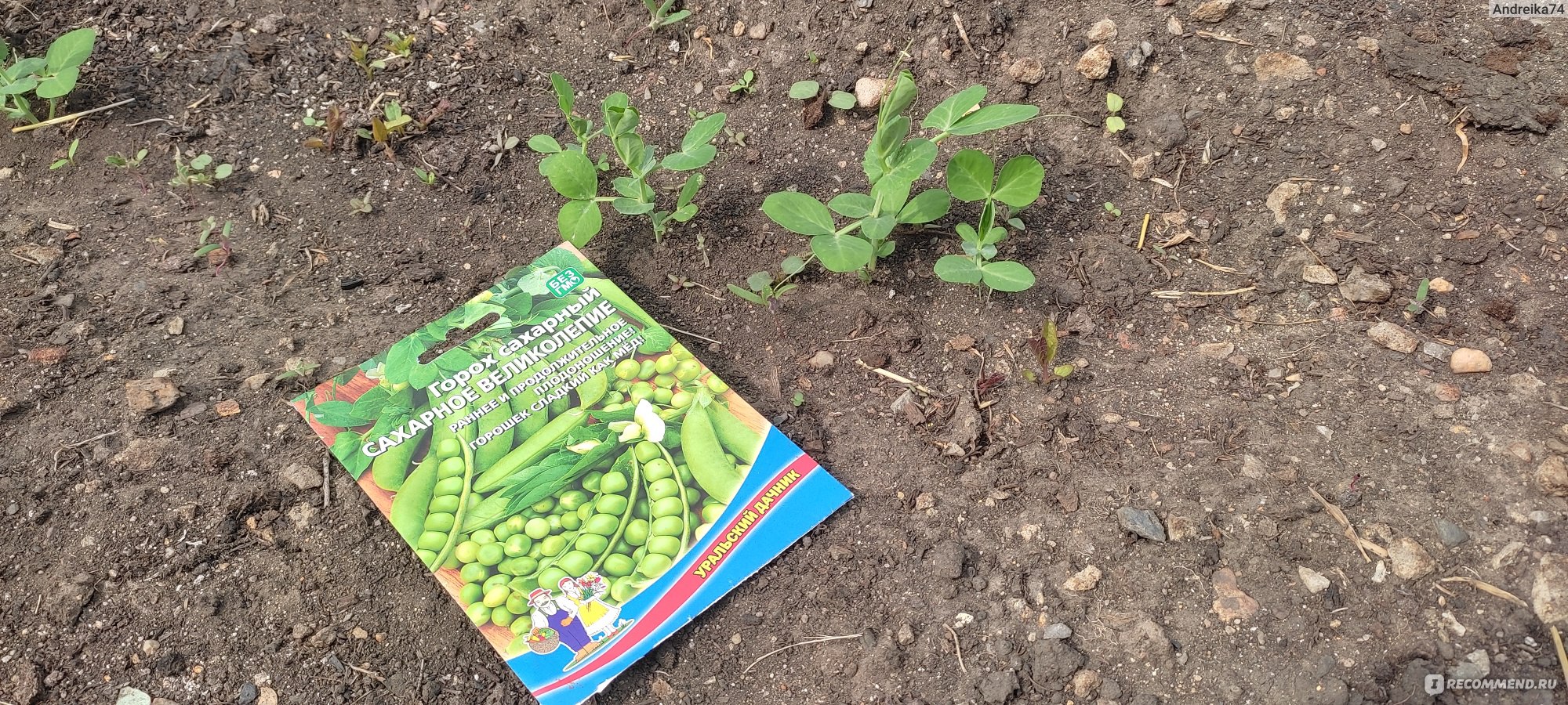 Семена Уральский Дачник Горох Сахарное Великолепие - «Настолько вкусный  горошек что не успевал созреть, как его уже съели.» | отзывы