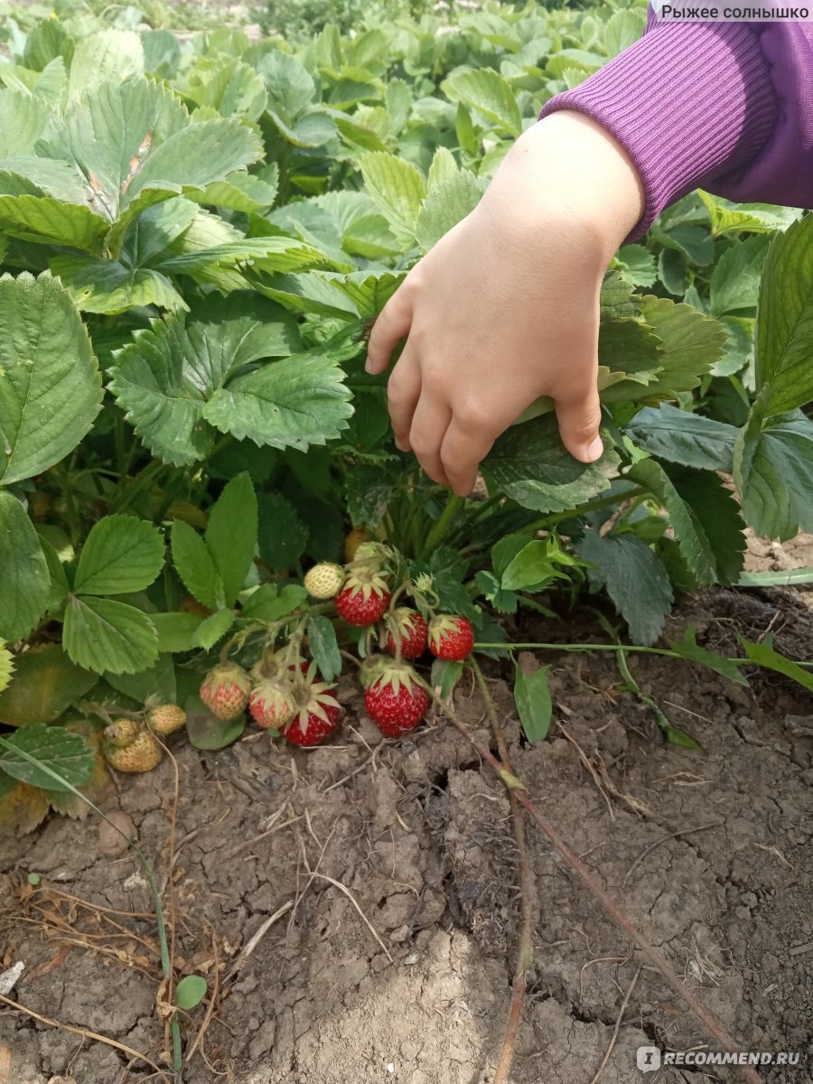 Можно ли сажать разную клубнику рядом