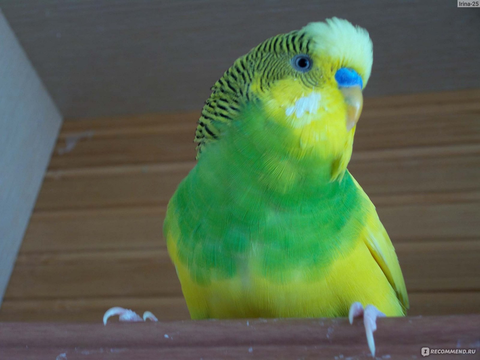 Симптомы последствий длительного поноса у попугая