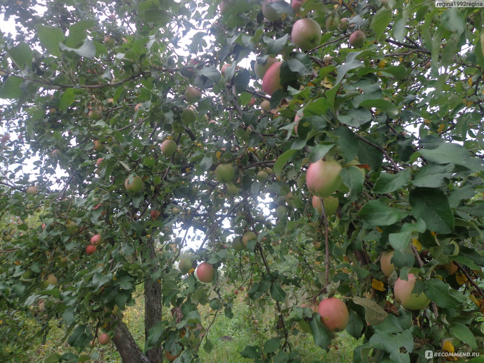 Сорт яблок Титовка