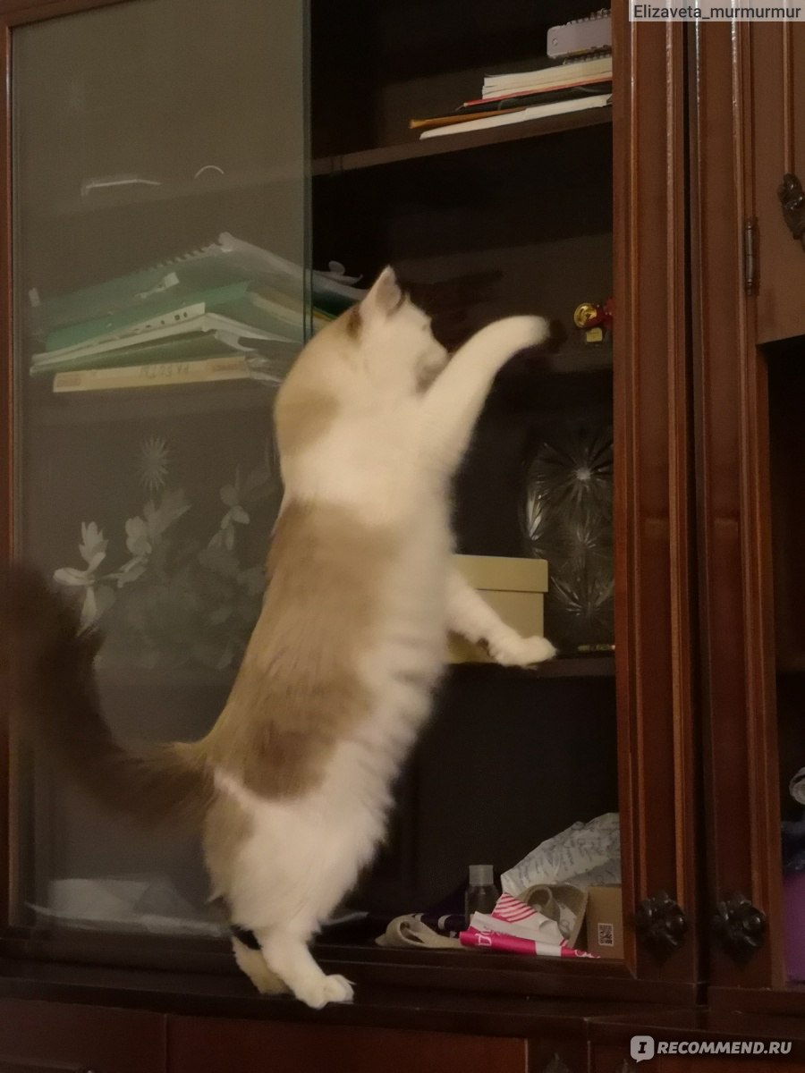 Почему кошка лезет в шкаф