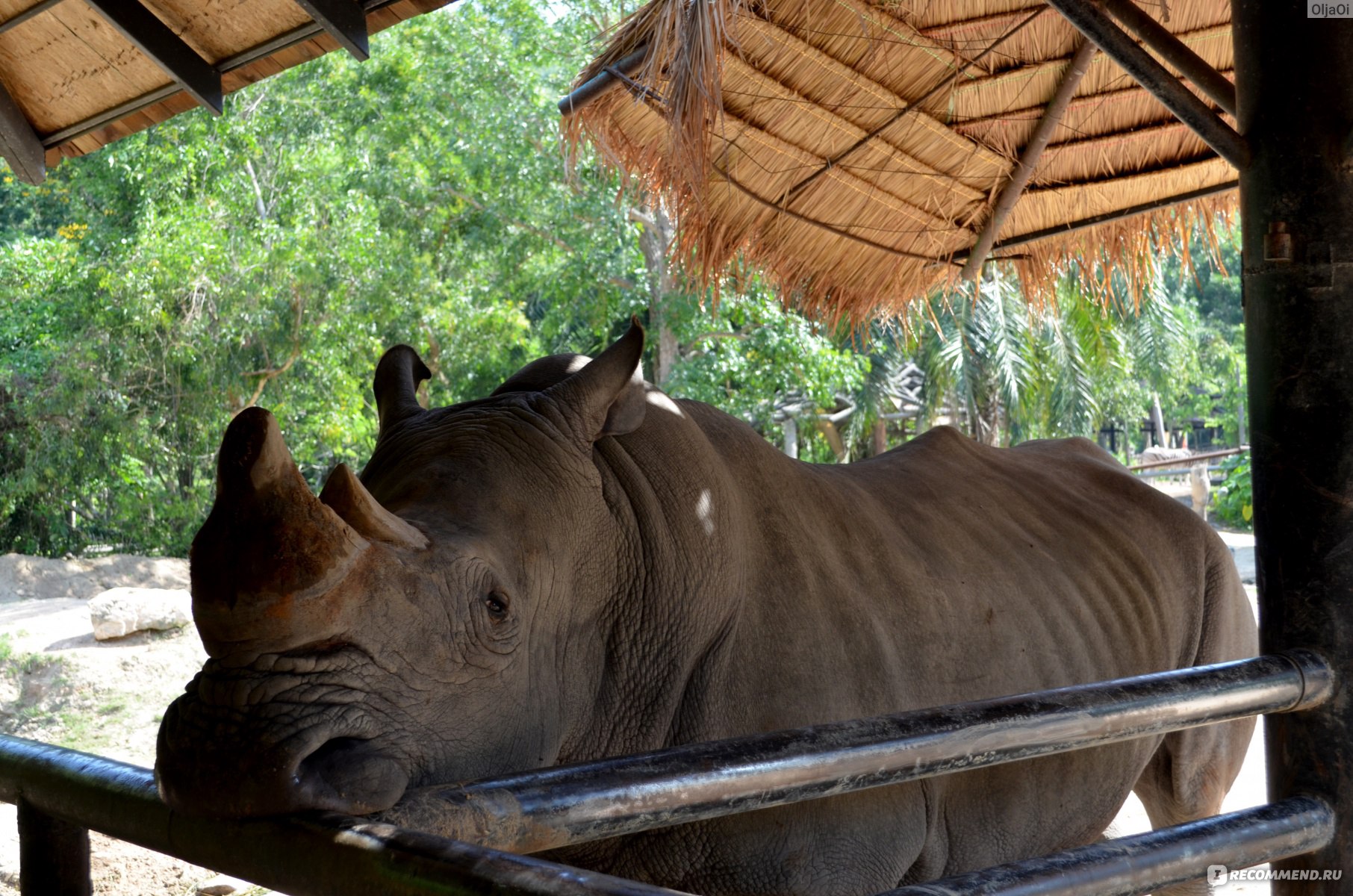 Khao kheow zoo. Зоопарк Кхао Кхео Паттайя. Тайланд као Кео зоопарк. Карта зоопарка Кхао Кхео. Зоопарк Кхао Кхео площадь.