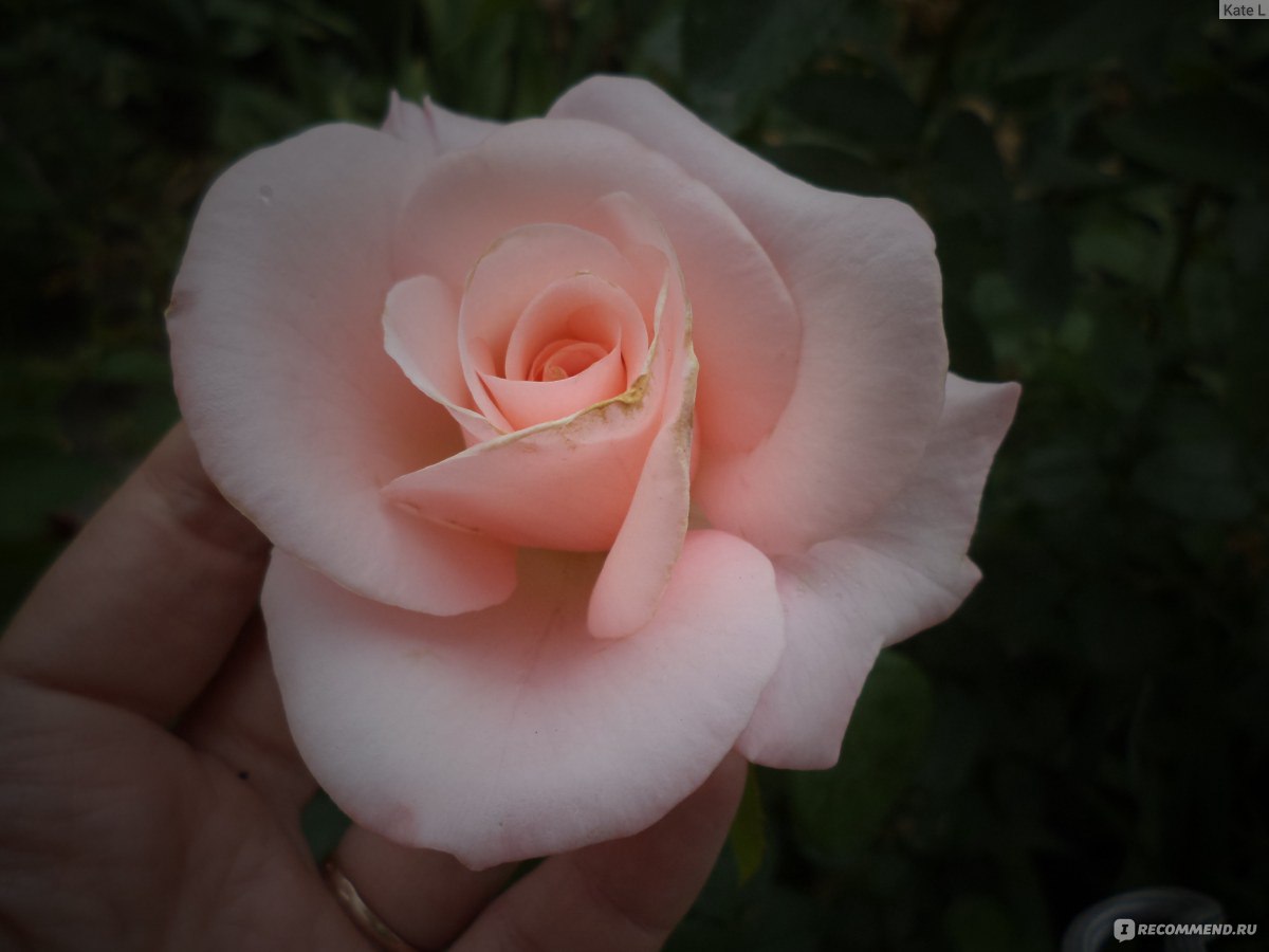 Роза стромболи фото и описание