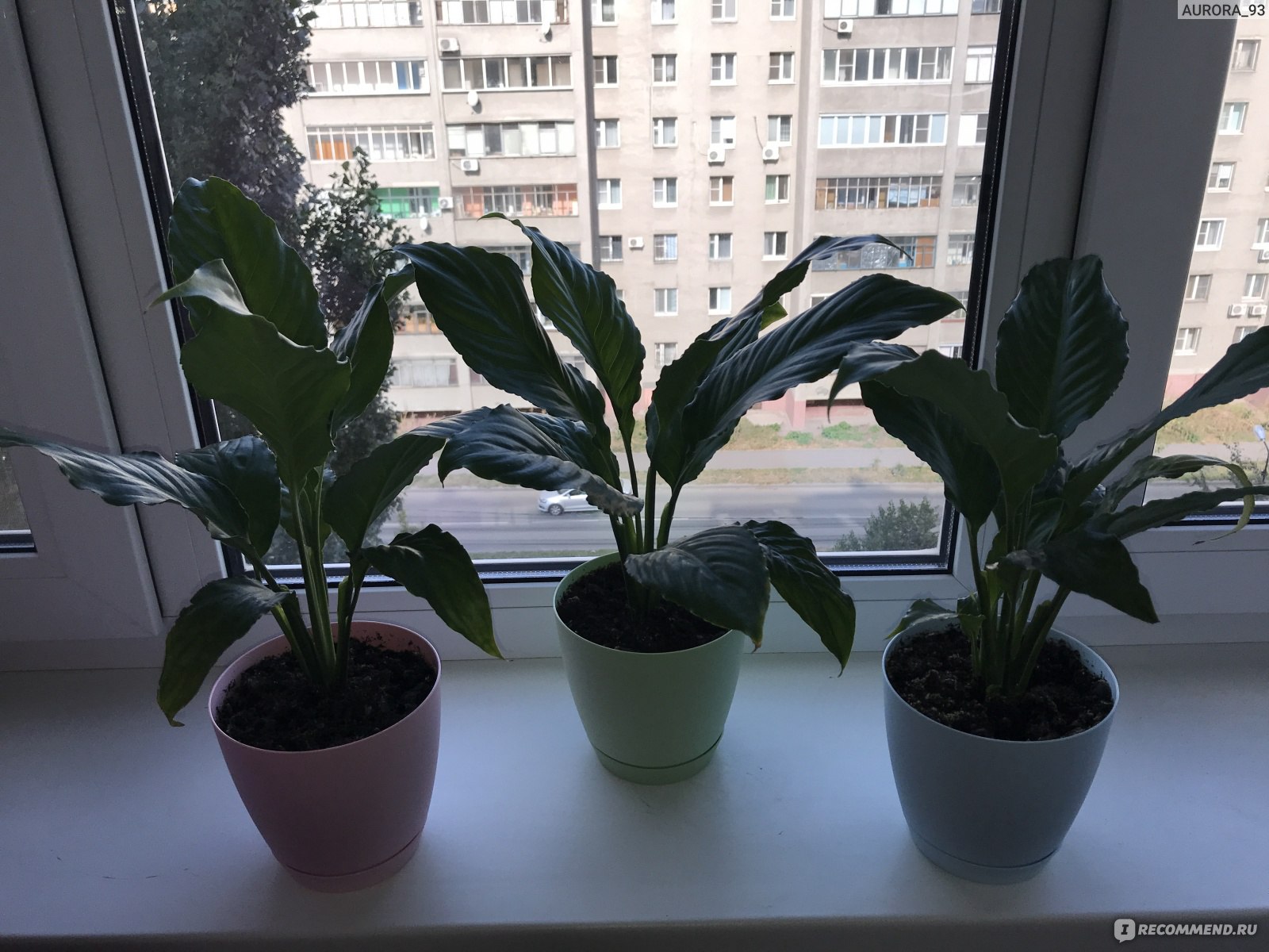 Спатифиллум / Spathiphyllum - «Пусть женское счастье зацветёт и в Вашем доме!🌱❤️»  | отзывы