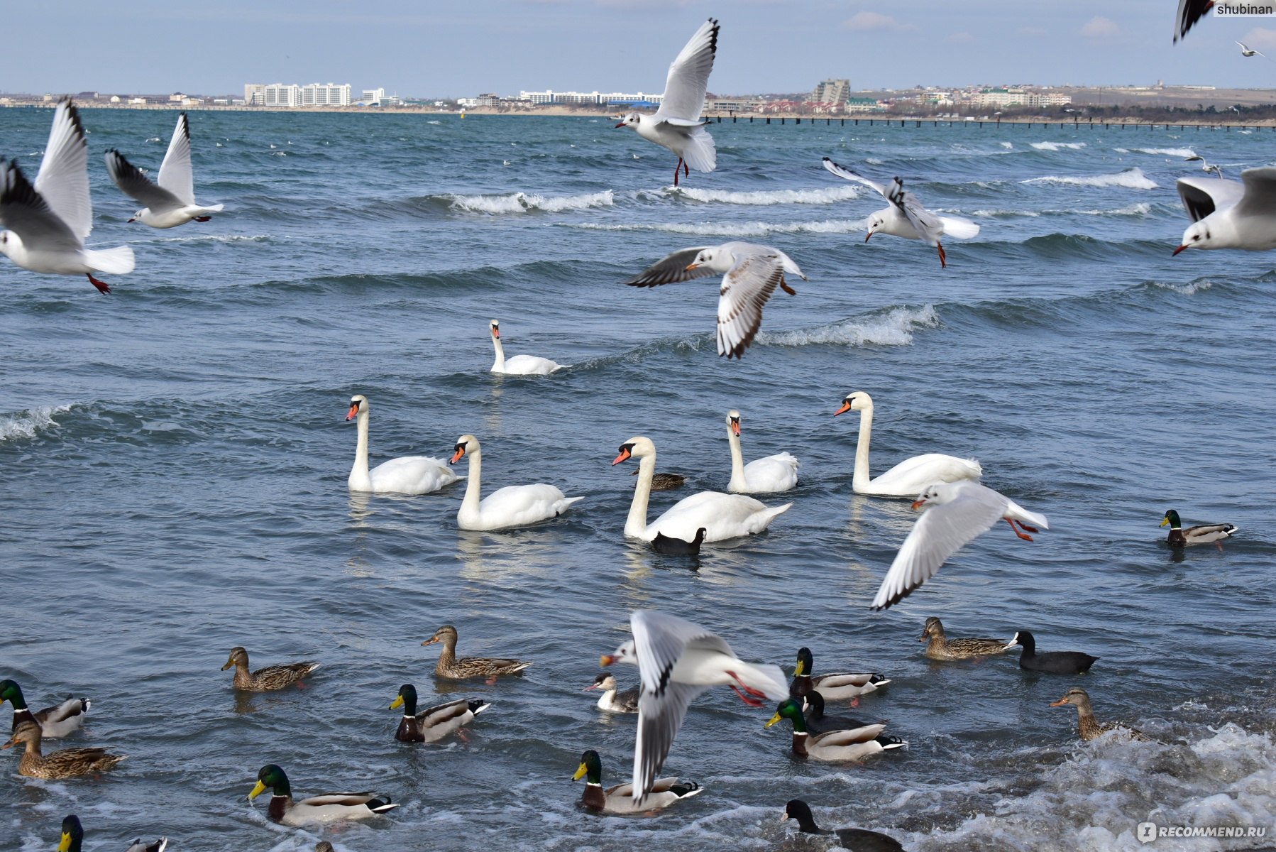 Россия, Краснодарский край, город Анапа - «Море, лебеди, чайки, вино и  вкусная еда: в зимней Анапе однозначно что-то есть!» | отзывы