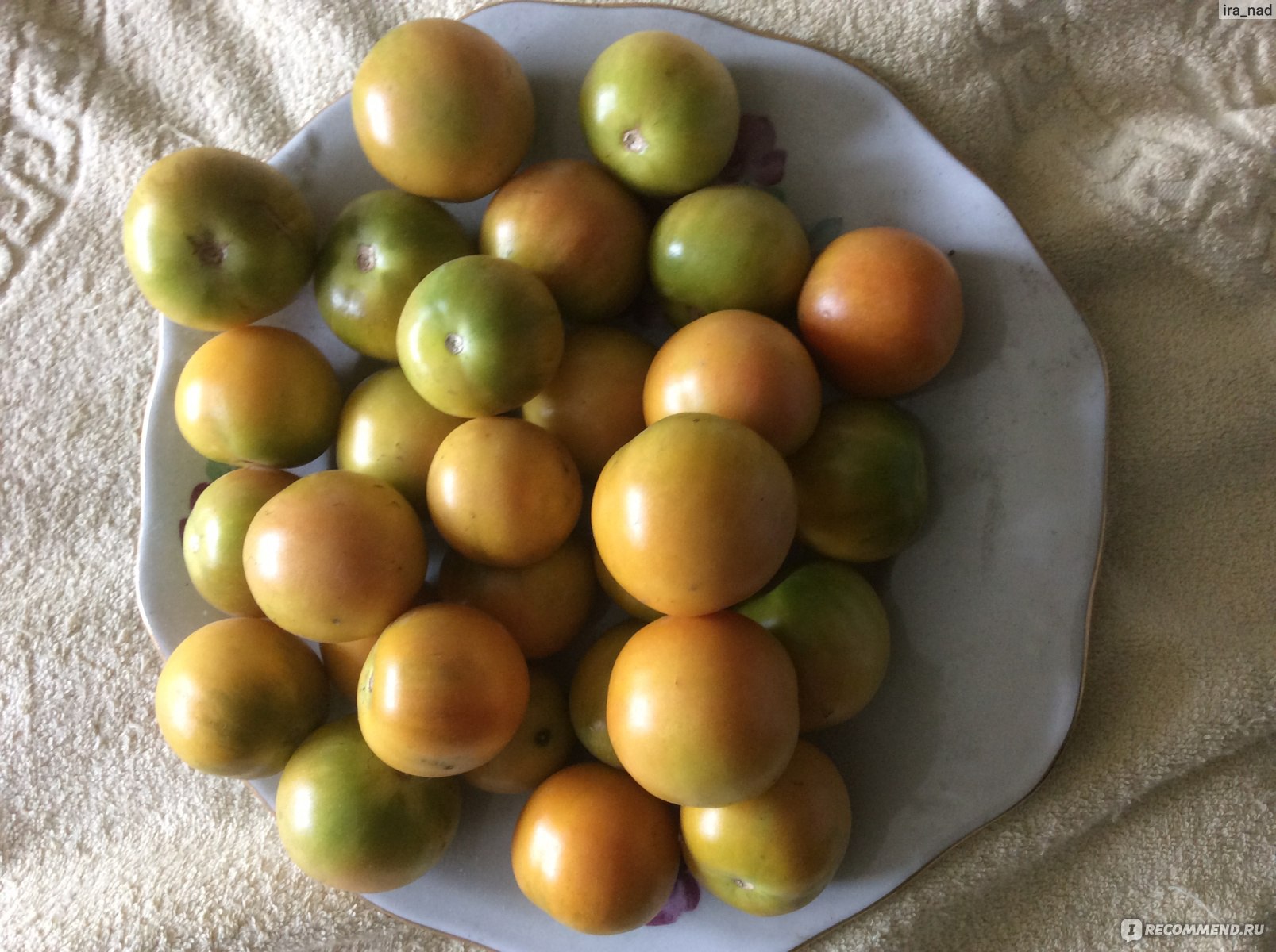 Долгохранящиеся томаты