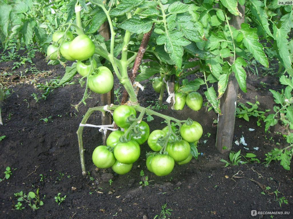 Семена томатов Андромеда фирма Аэлита - «лучшие томаты для Сибири»