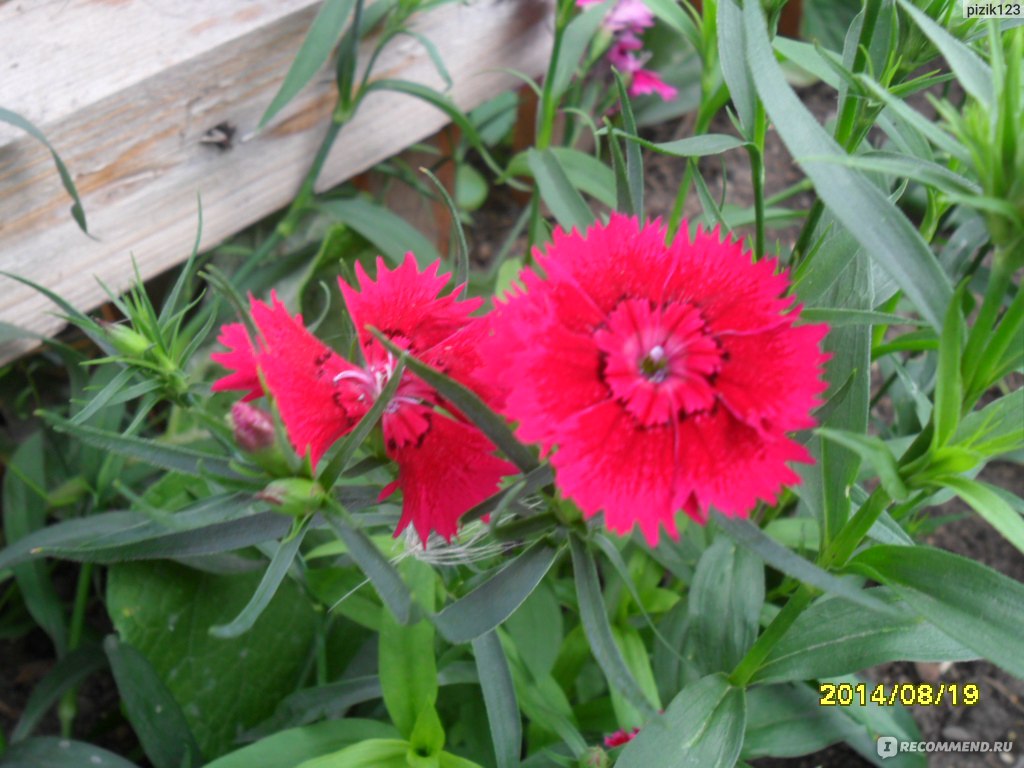 Турецкая гвоздика ( Dianthus barbatus) - «Шикарный цветы для ленивых.  много, много фото.» | отзывы