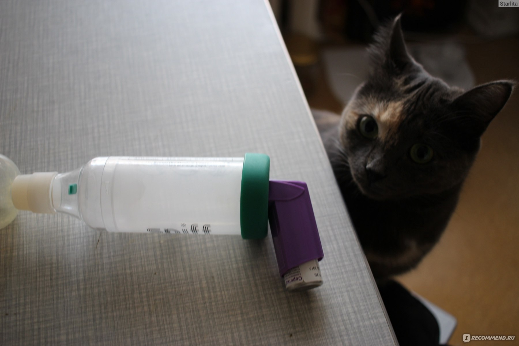 ингалятор при астме у кошек