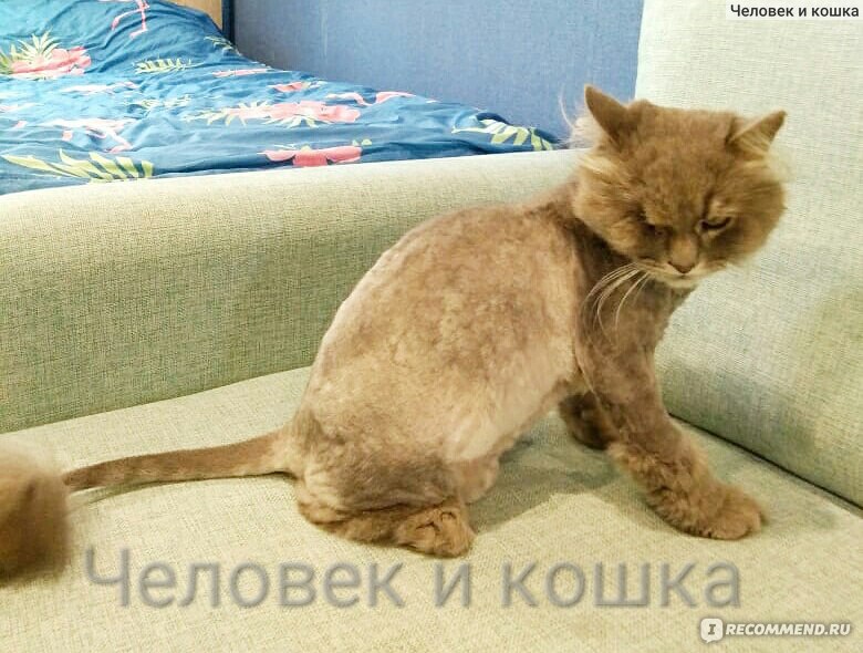Груминг салон для стрижки собак и кошек в Москве - услуги зоосалона