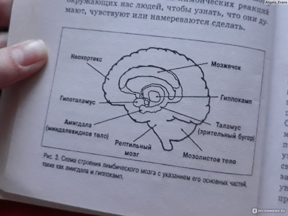 Я вижу о чем вы думаете. Я знаю о чем вы думаете книга. Я вижу, о чём вы думаете Марвин Карлинс Джо Наварро. Опасные личности Джо Наварро. Я вижу о чём вы думаете книга.