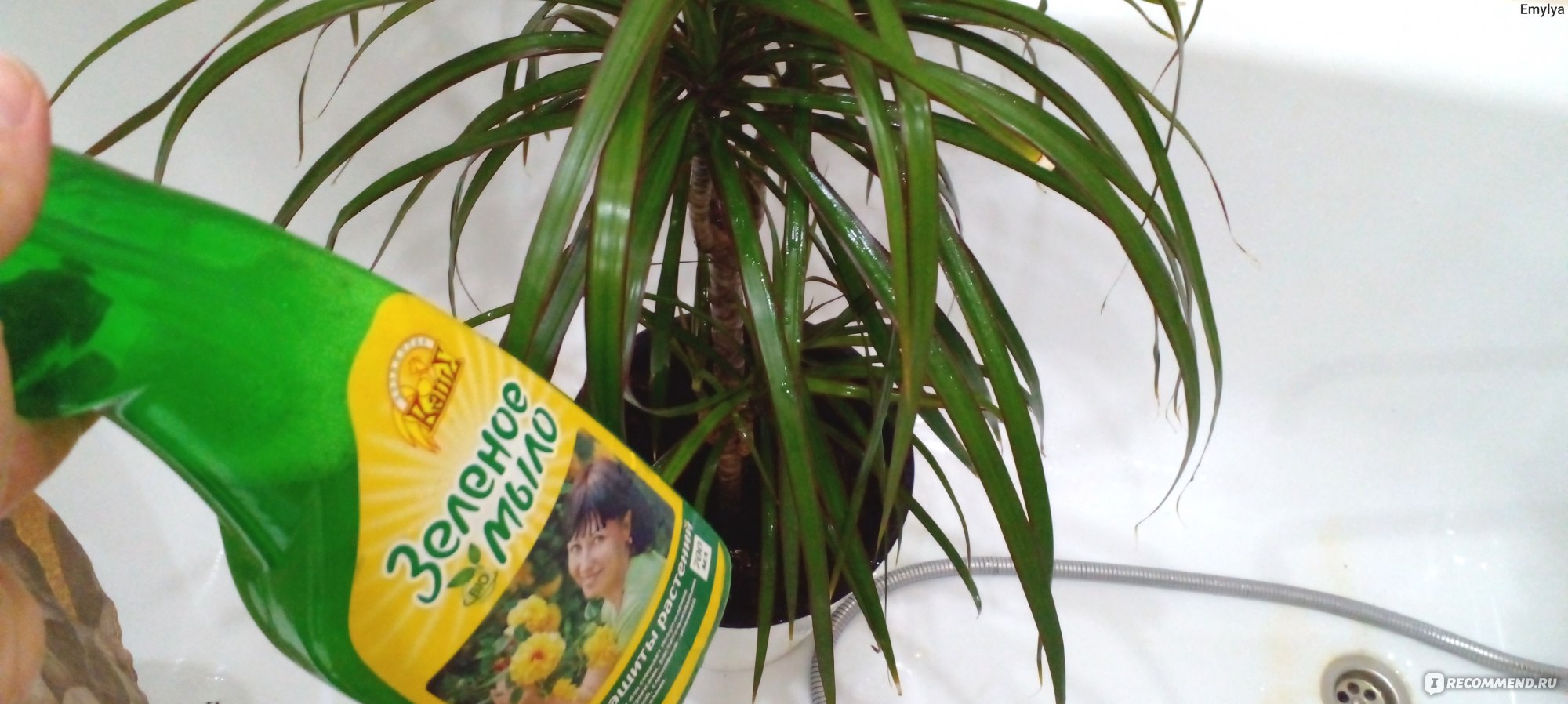 Драцена Dracaena marginata - «Как вылечить драцену от болезни. Рост деревца  на фото и мини-отзыв об уходе в домашних условиях» | отзывы