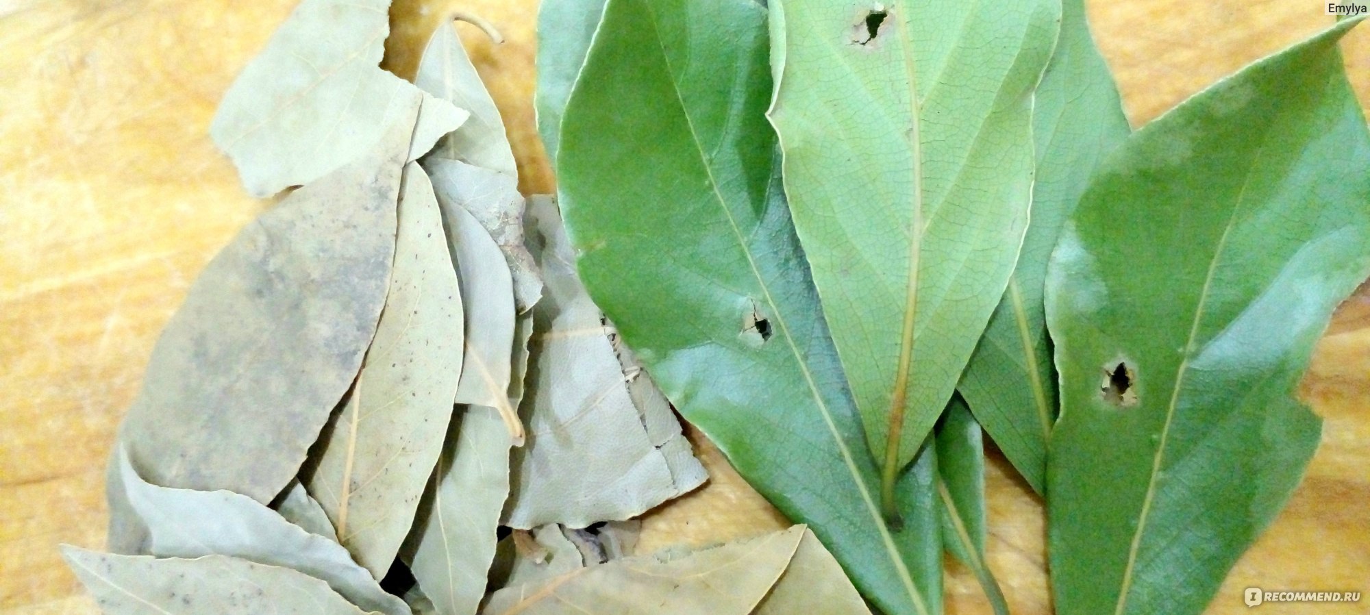 Отвар из лавровых листьев: супер-свойства