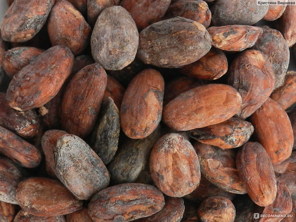 Ферма какао-бобов